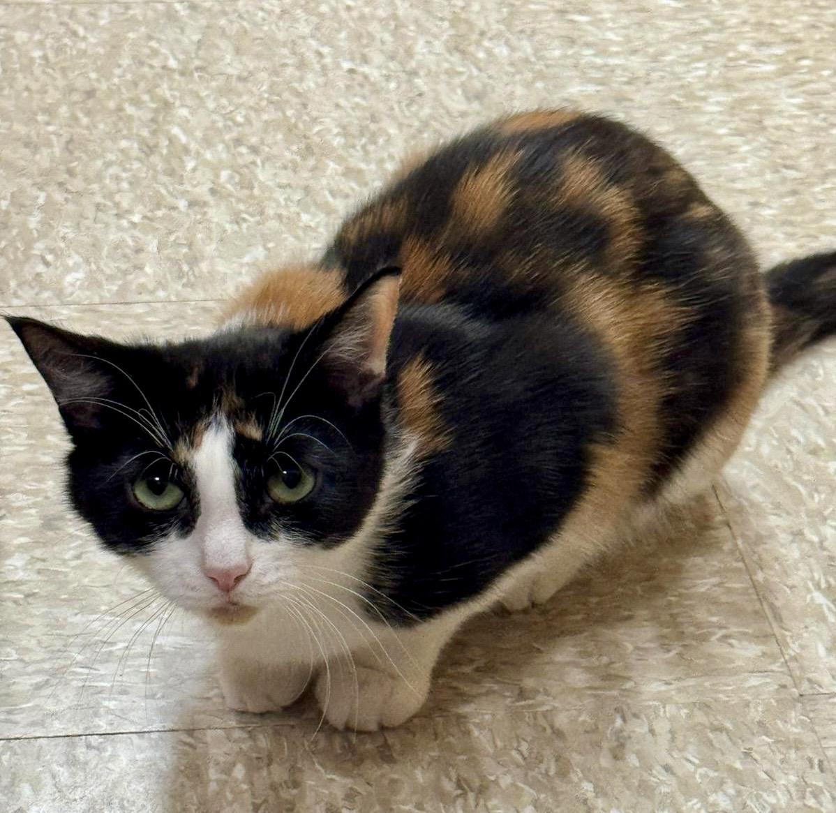 Brie (bonded with Merlot), a ADOPTABLE mixed breed in Brampton, ON image 3/6