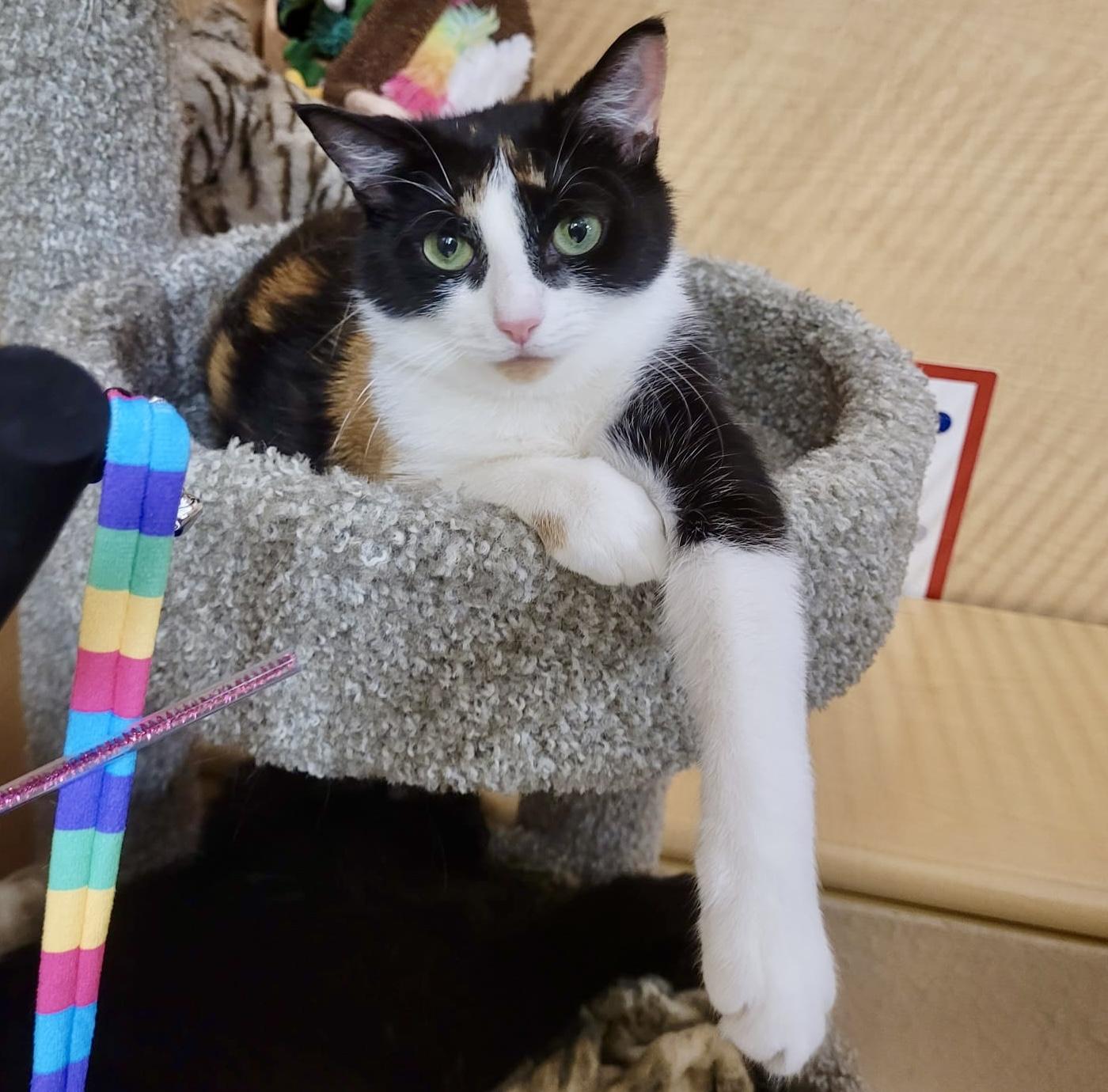 Enlarge Brie (bonded with Merlot), a ADOPTABLE mixed breed in Brampton, ON image 2/6