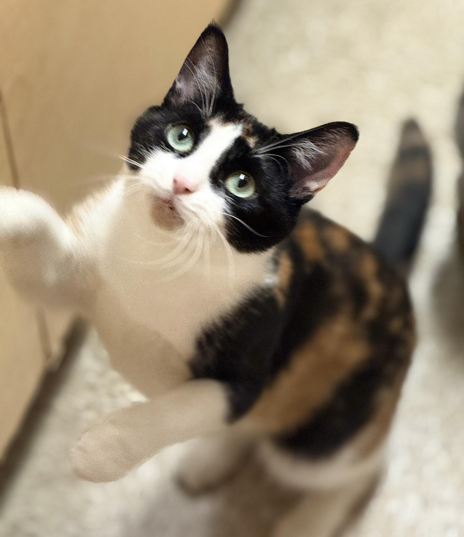 Brie (bonded with Merlot), ADOPTABLE, Young Female Calico & Domestic Short Hair.