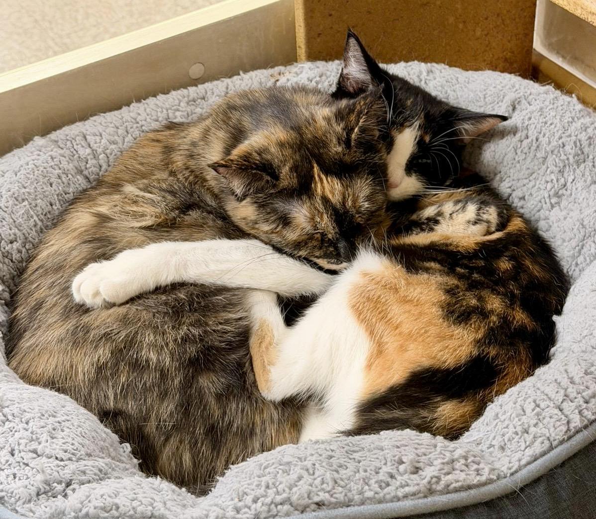 Brie (bonded with Merlot), a ADOPTABLE mixed breed in Brampton, ON image 5/6