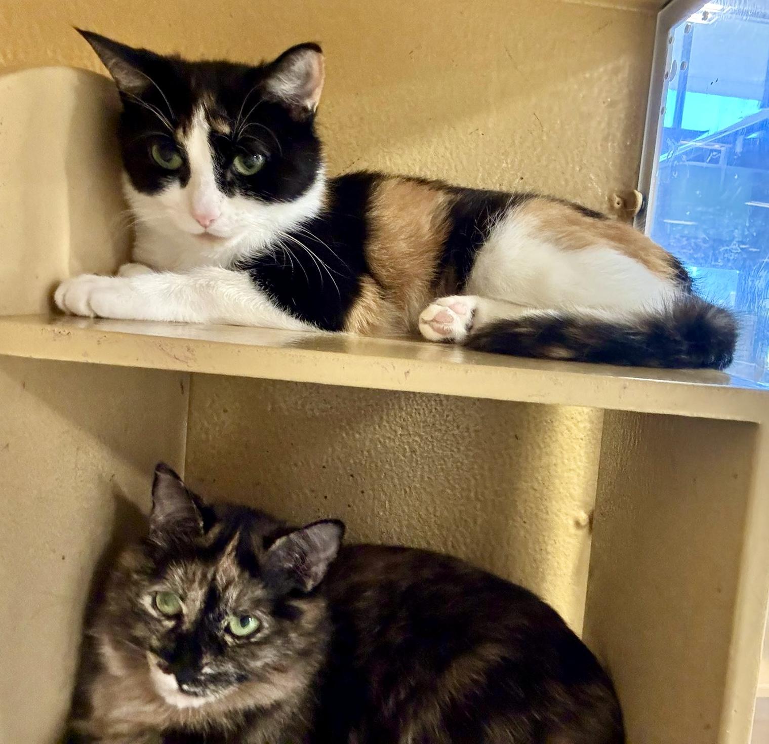 Enlarge Brie (bonded with Merlot), a ADOPTABLE mixed breed in Brampton, ON image 5/6