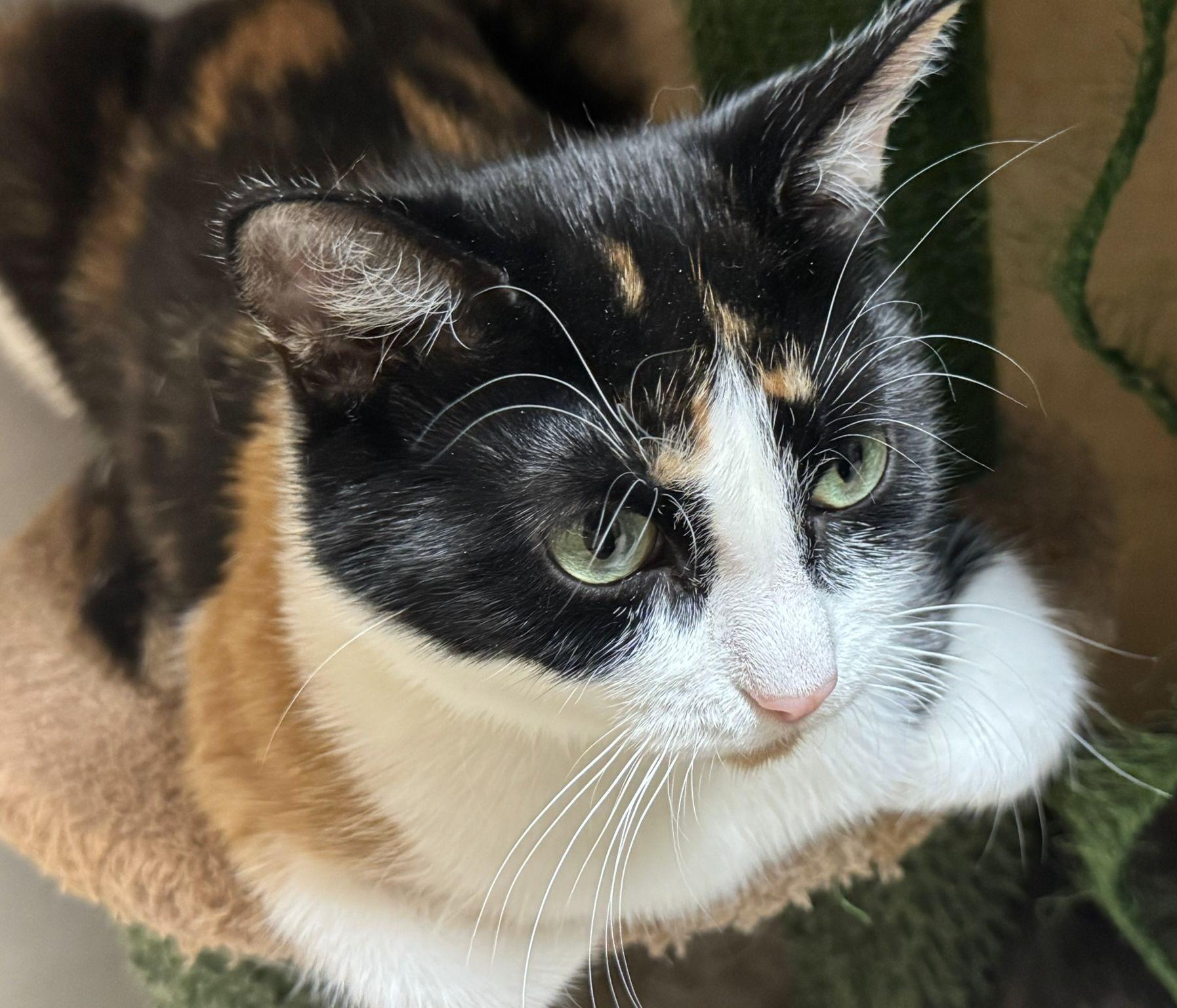 Brie (bonded with Merlot), a ADOPTABLE mixed breed in Brampton, ON image 2/6