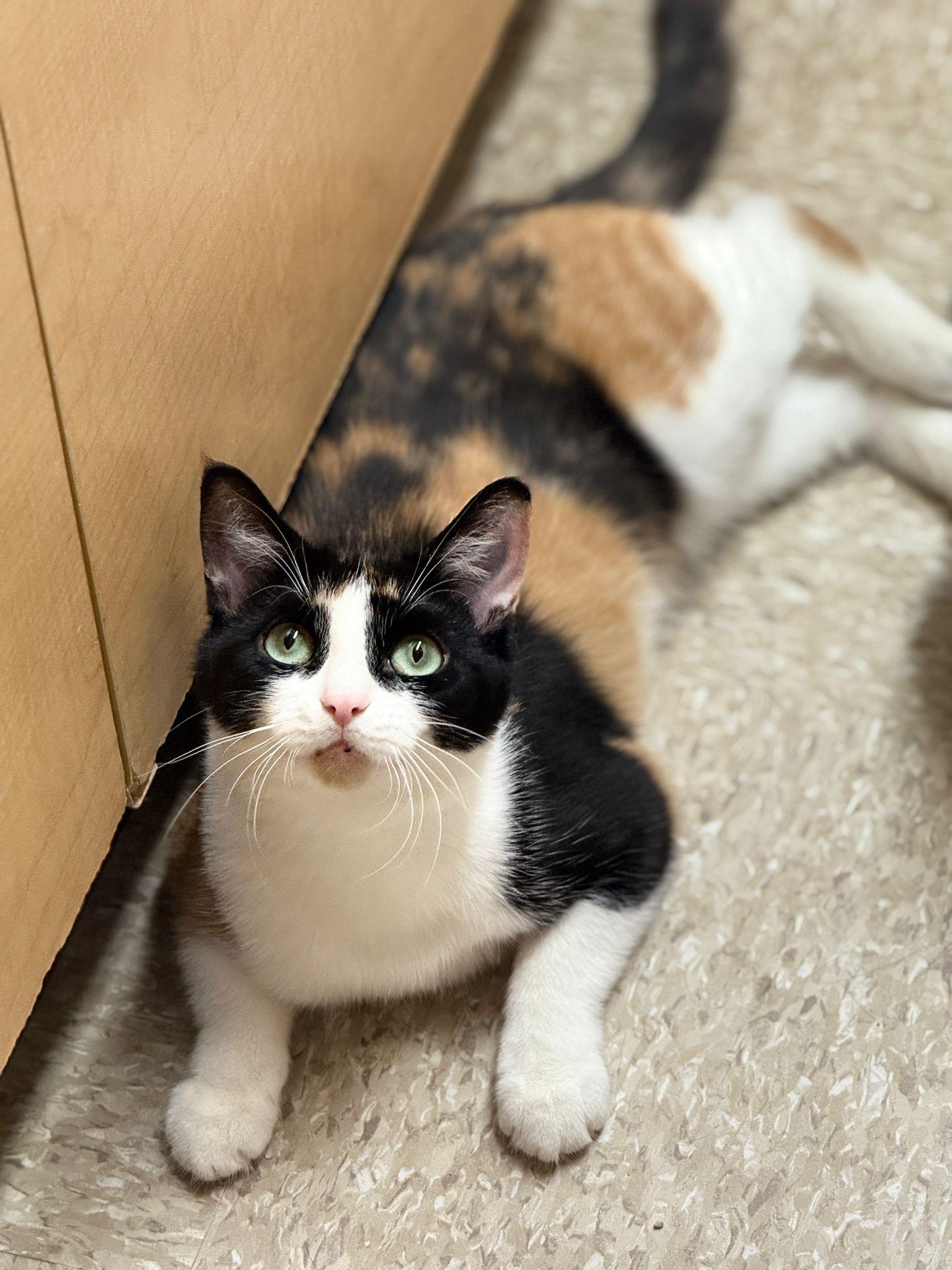 Brie (bonded with Merlot), a ADOPTABLE mixed breed in Brampton, ON image 4/6