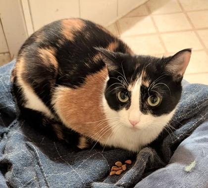 Enlarge Brie (bonded with Merlot), a ADOPTABLE mixed breed in Brampton, ON image 4/6