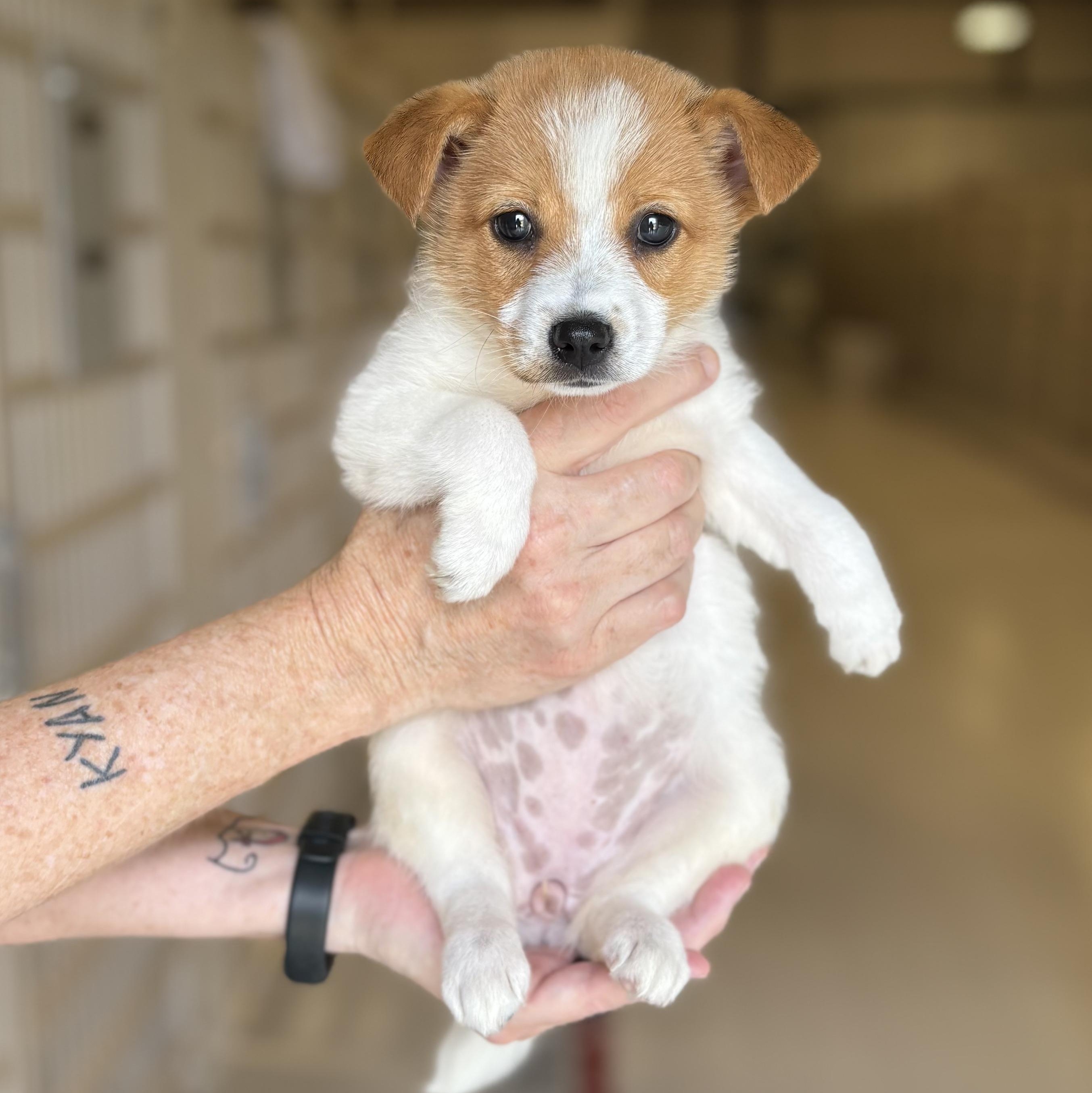 Ginger- arriving 7/15!