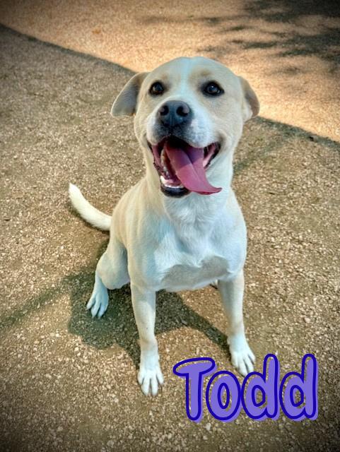 Todd, ADOPTABLE, Young Male Pit Bull Terrier.