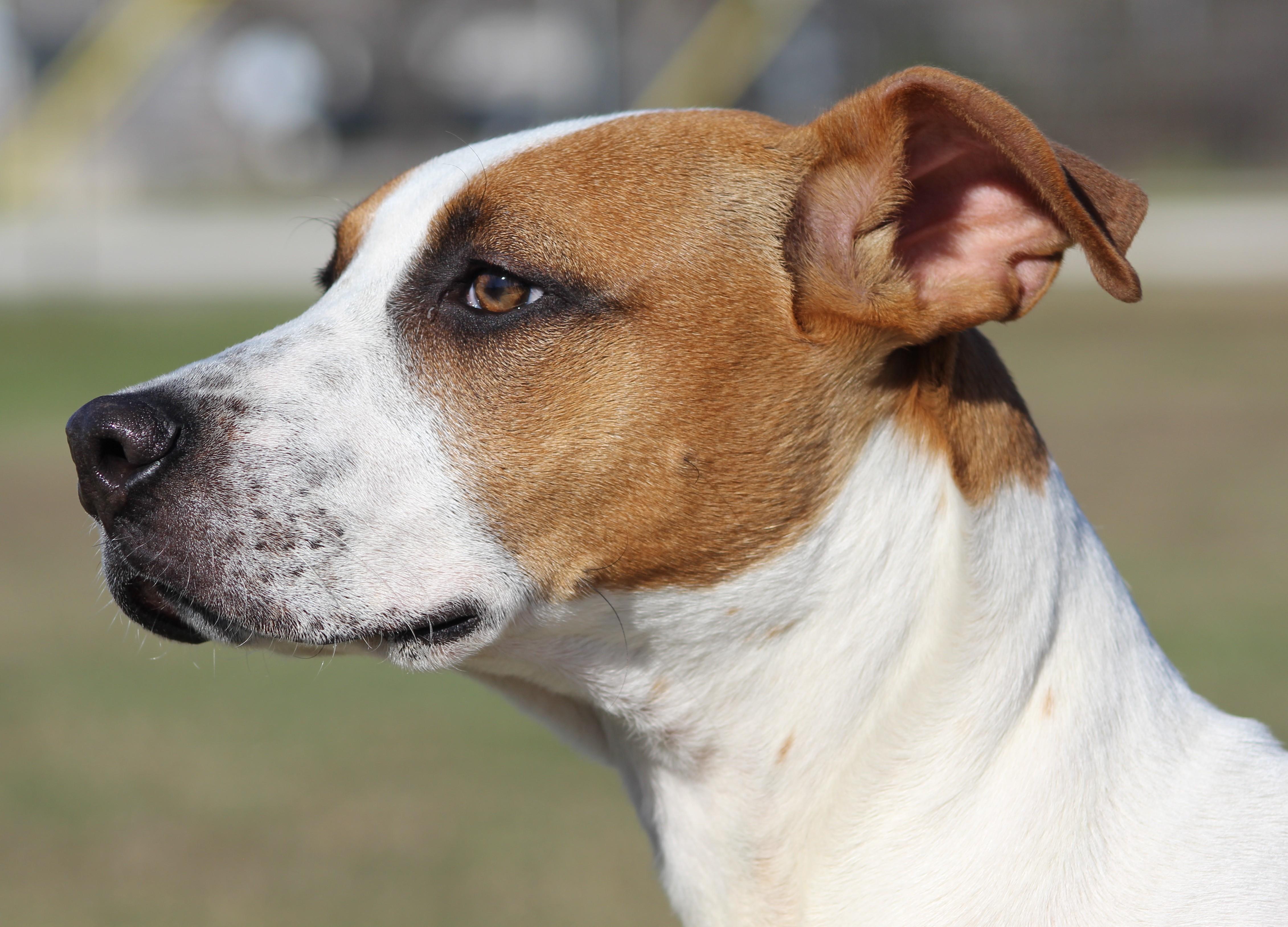 Ian, ADOPTABLE, Puppy Male Mixed Breed.