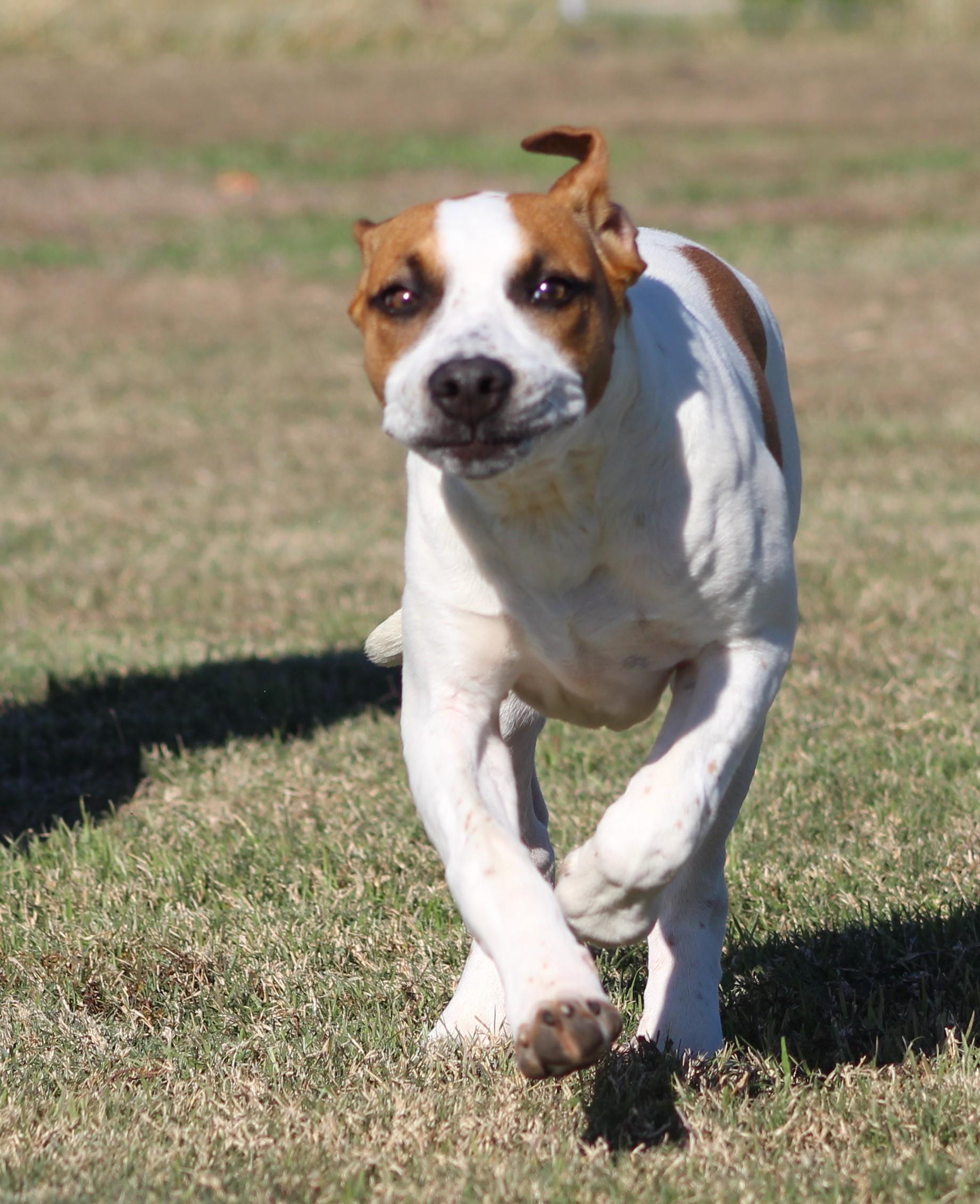 Enlarge Ian, a ADOPTABLE Mixed Breed in Temple, TX image 5/5