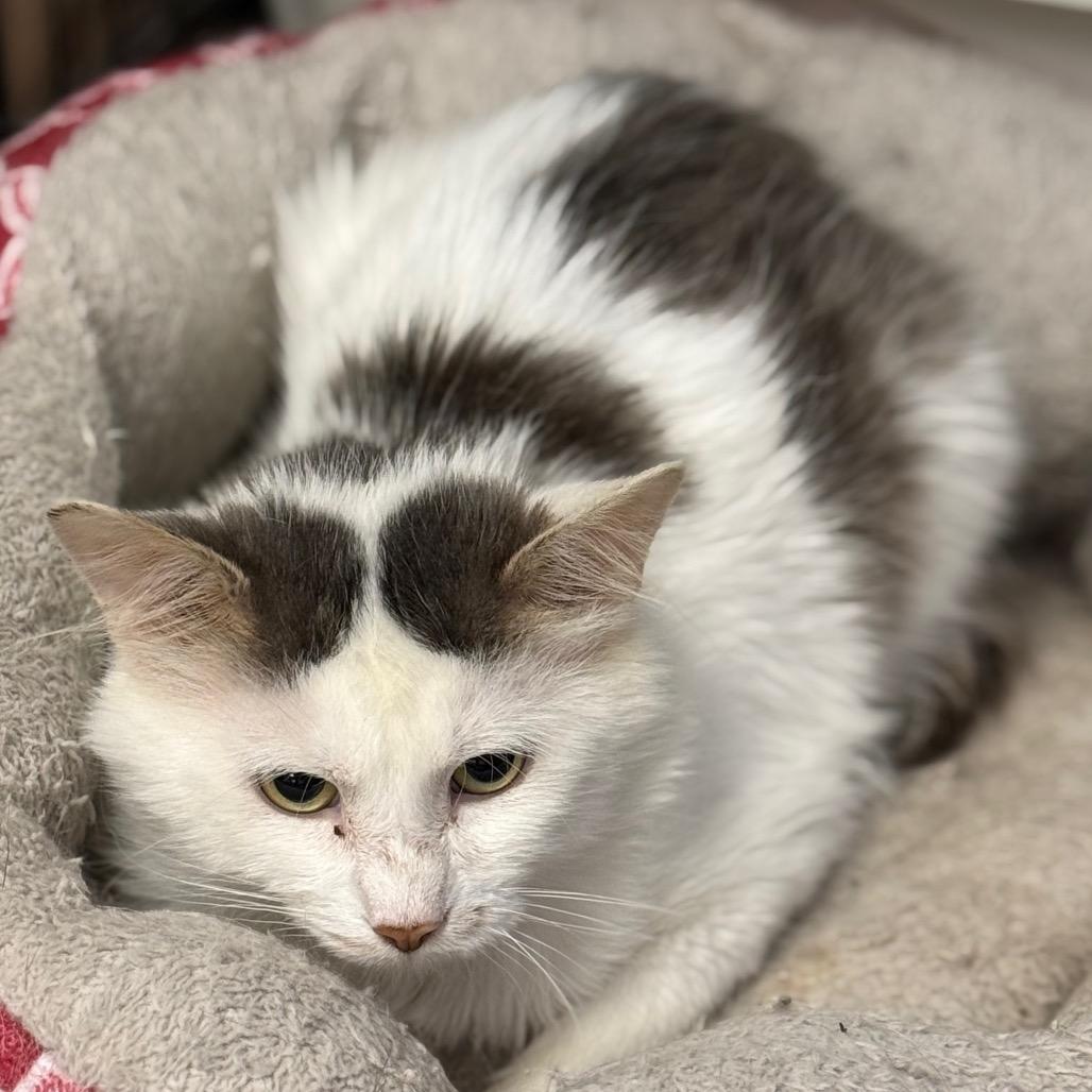 Benny, Adoptable, Adult Male Domestic Short Hair.