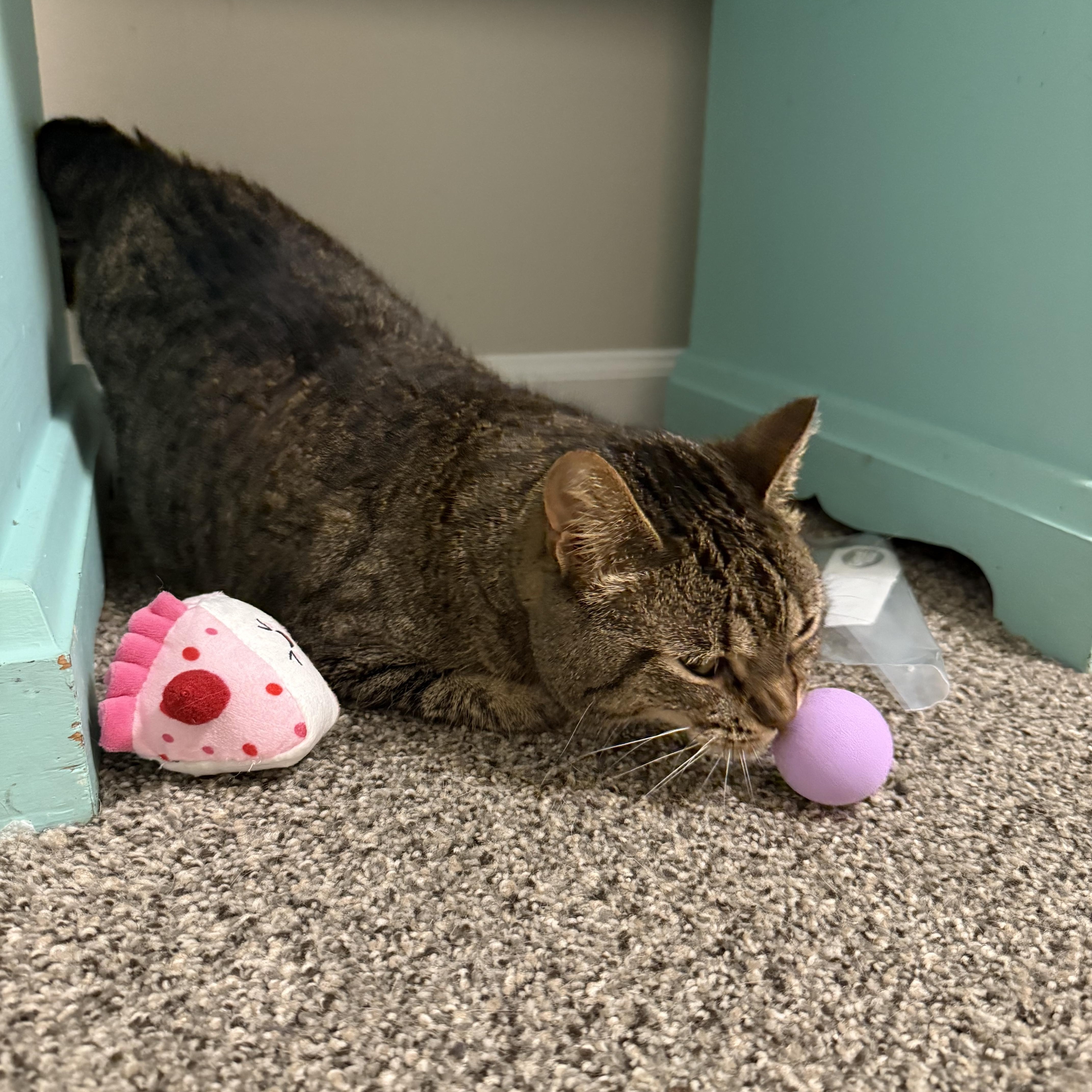 Junipurr (June), Adoptable, Adult Female Domestic Short Hair.