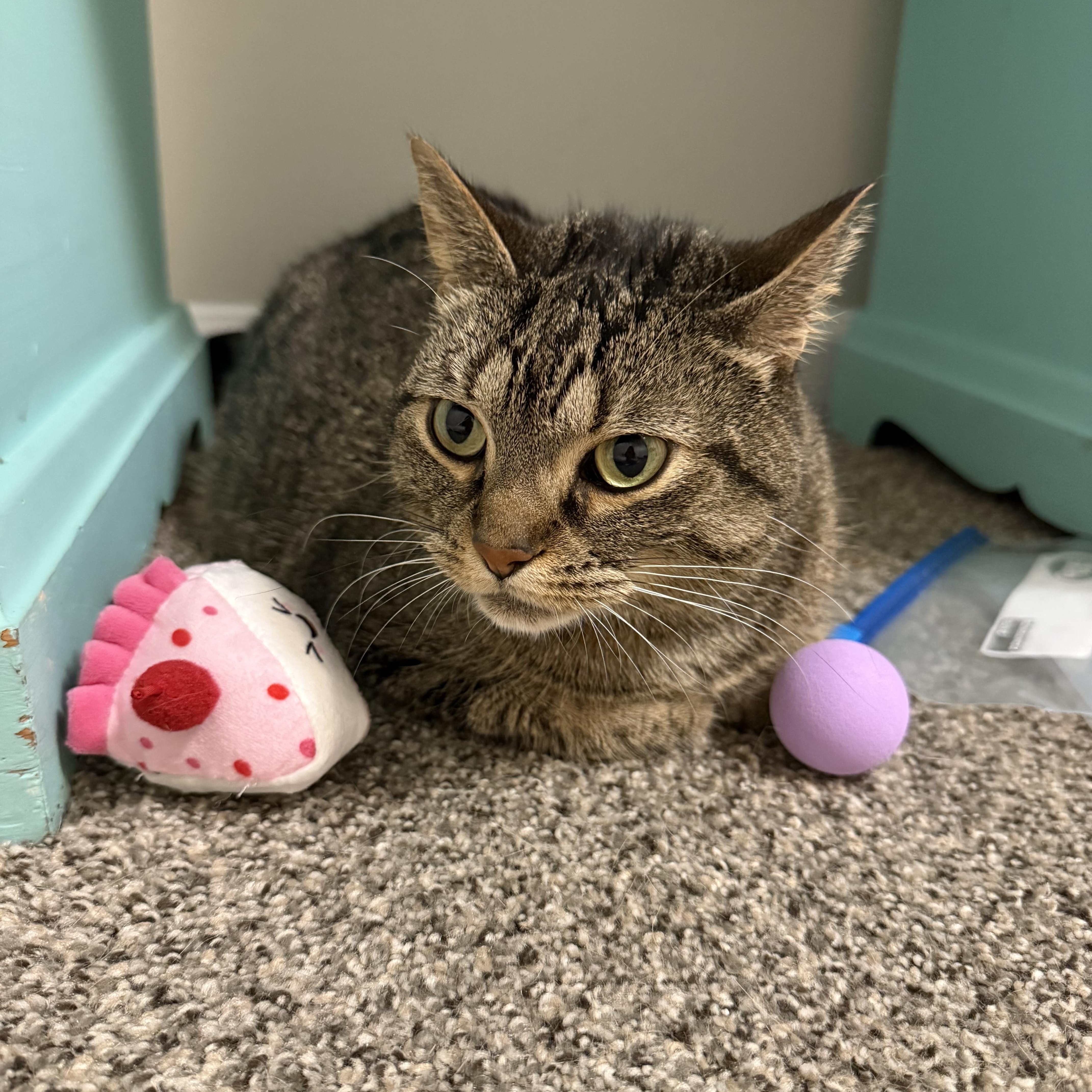 Enlarge Junipurr (June), a Adoptable Domestic Short Hair in Mississippi State, MS image 4/6