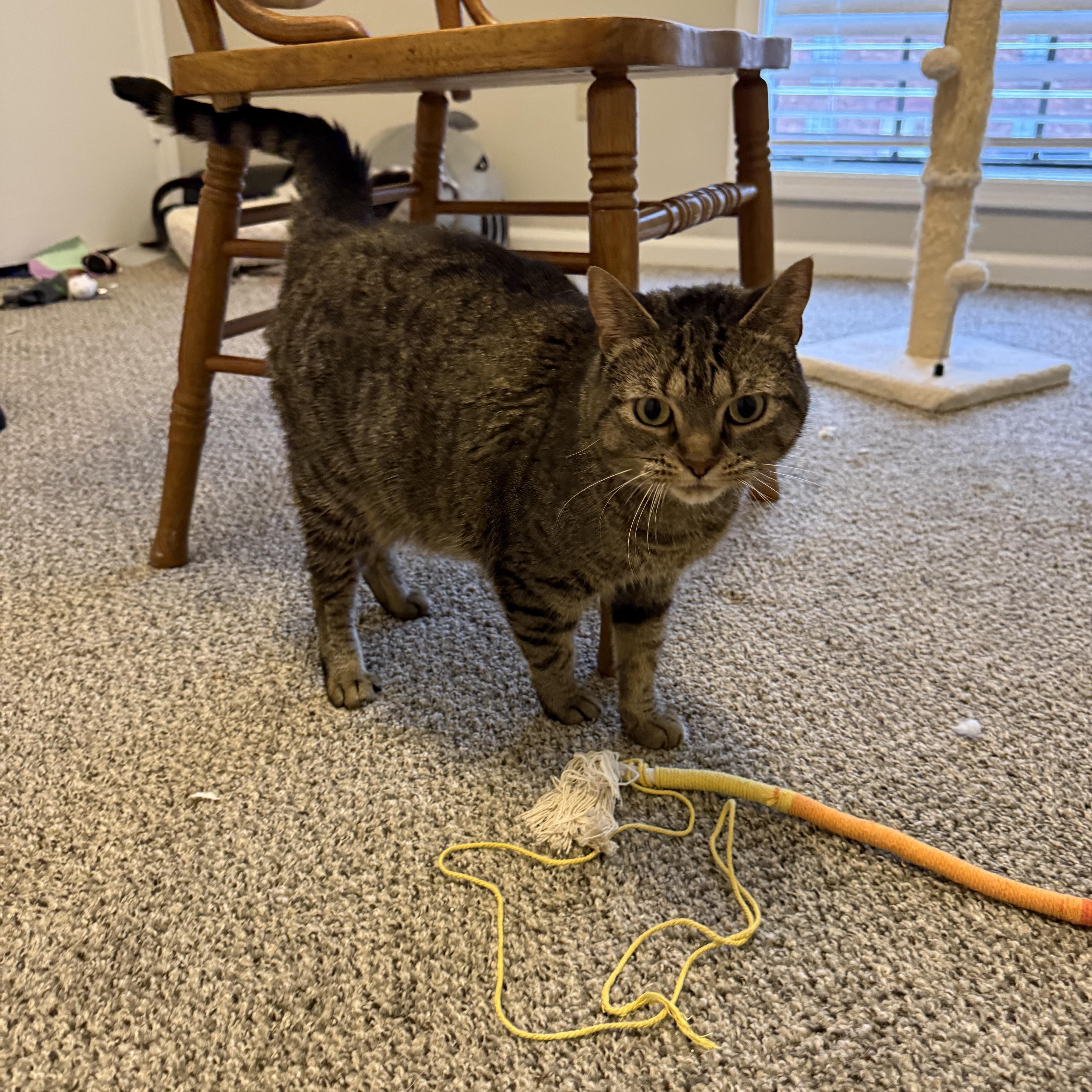 Enlarge Junipurr (June), a Adoptable Domestic Short Hair in Mississippi State, MS image 3/6