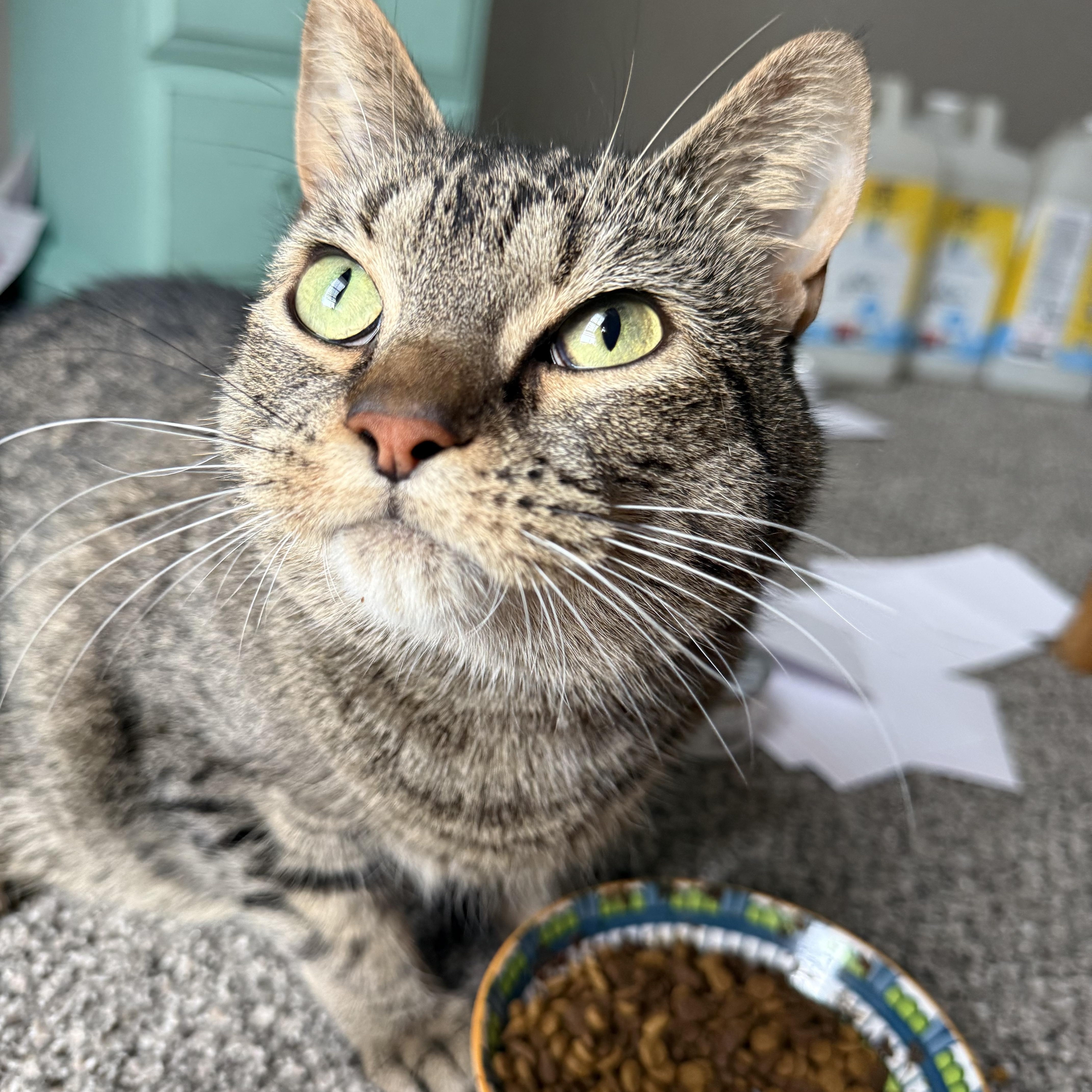 Enlarge Junipurr (June), a Adoptable Domestic Short Hair in Mississippi State, MS image 2/6