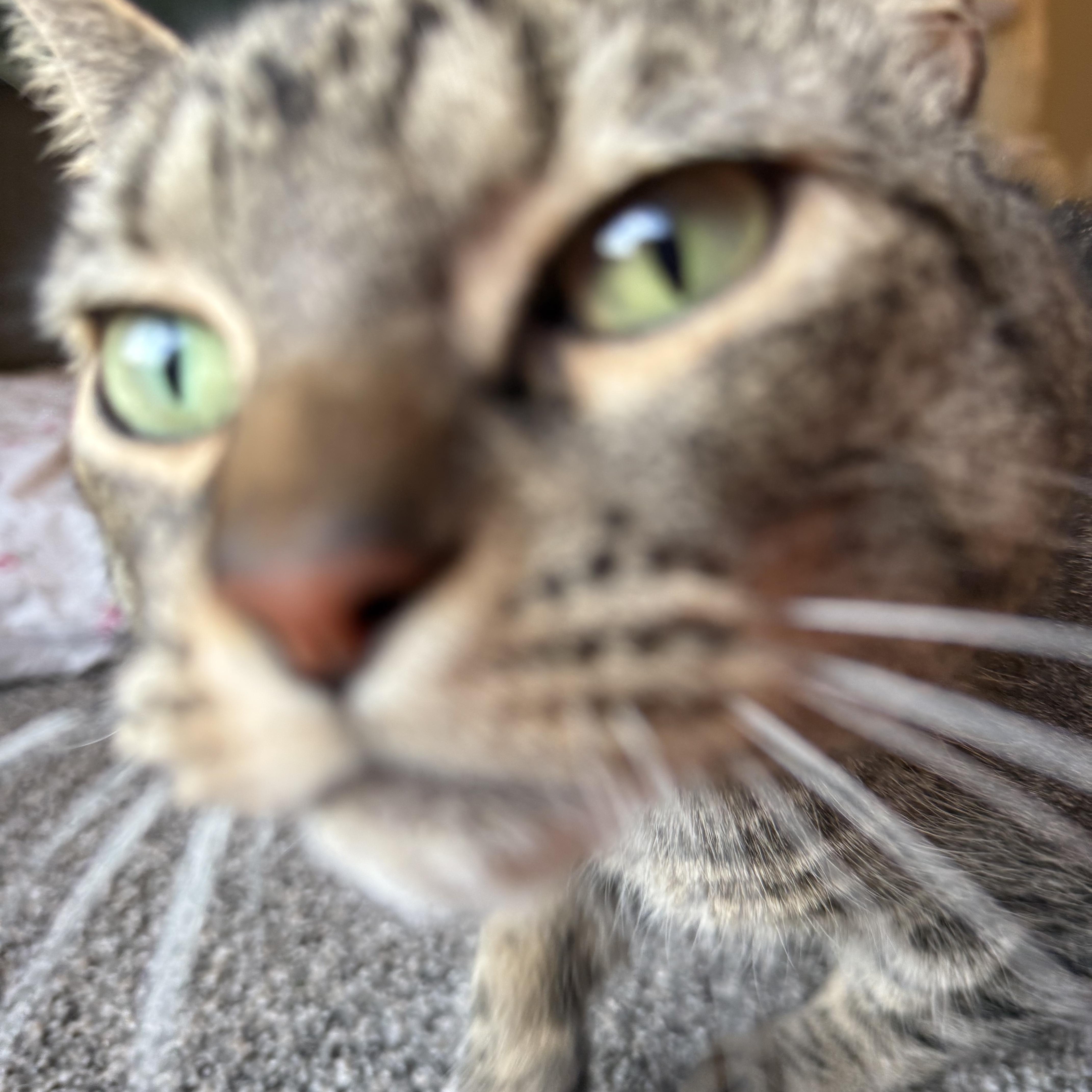 Enlarge Junipurr (June), a Adoptable Domestic Short Hair in Mississippi State, MS image 6/6