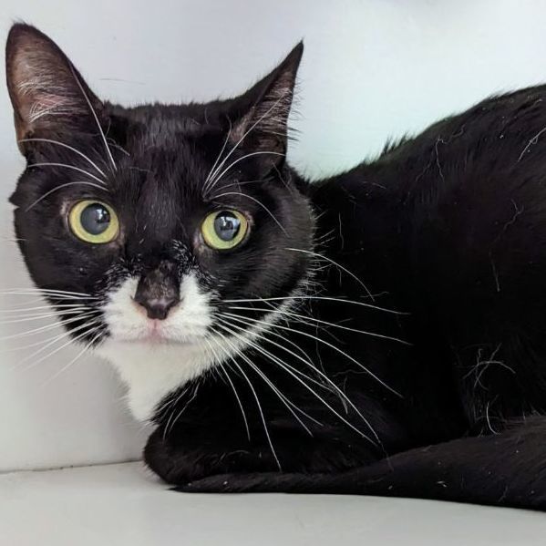 Enlarge Missy, an adoptable Domestic Short Hair in Sautee Nacoochee, GA image 4/5