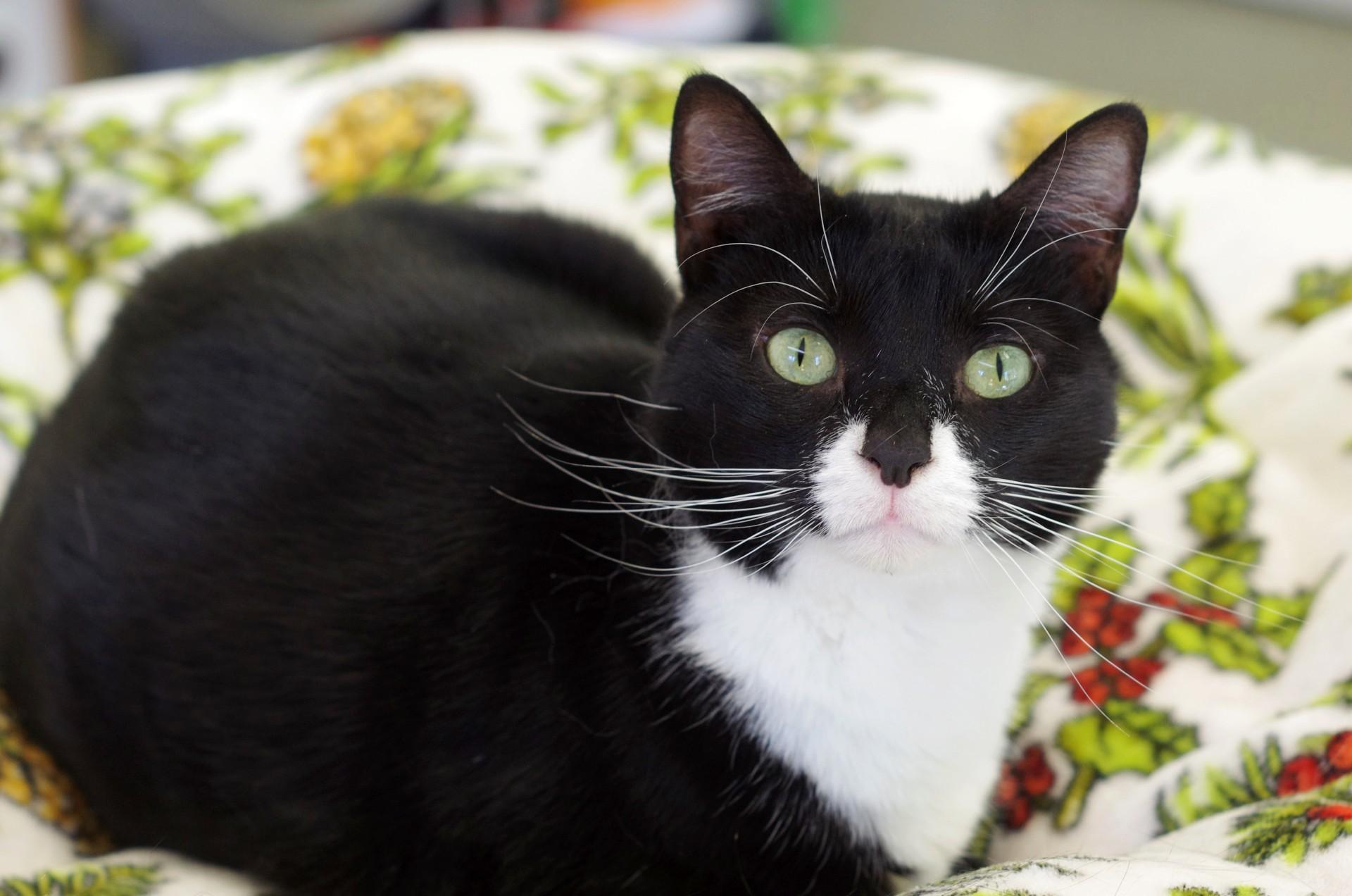 Enlarge Missy, an adoptable Domestic Short Hair in Sautee Nacoochee, GA image 2/5