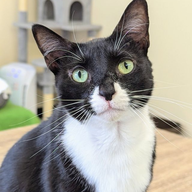 Missy, adoptable, Adult Female Domestic Short Hair.