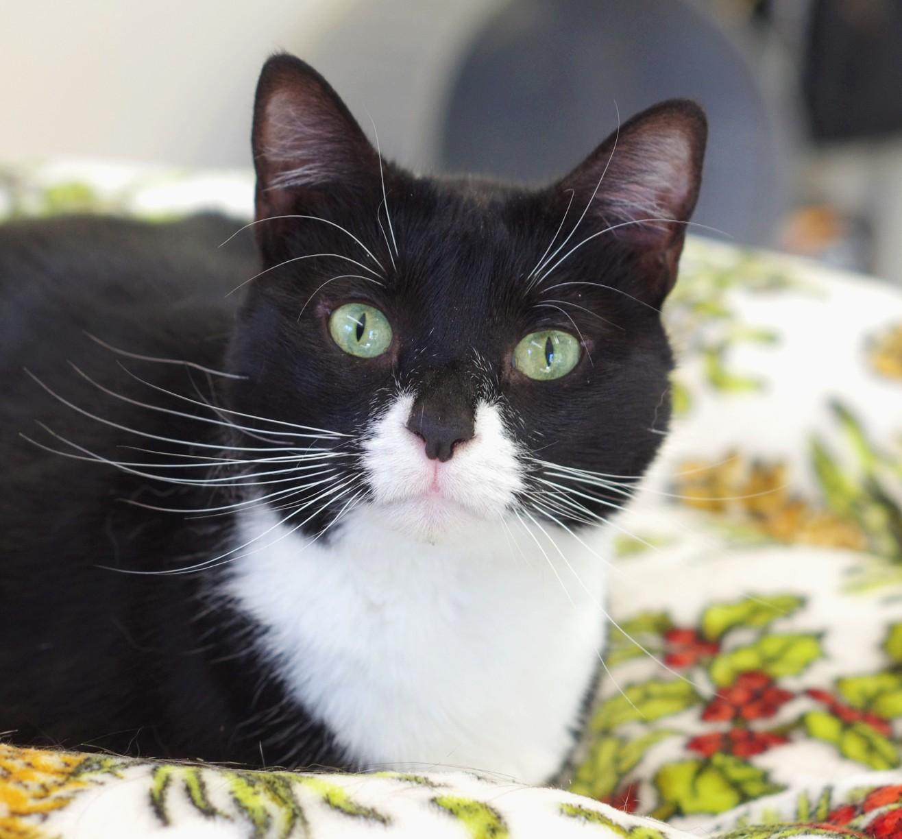 Enlarge Missy, an adoptable Domestic Short Hair in Sautee Nacoochee, GA image 3/5