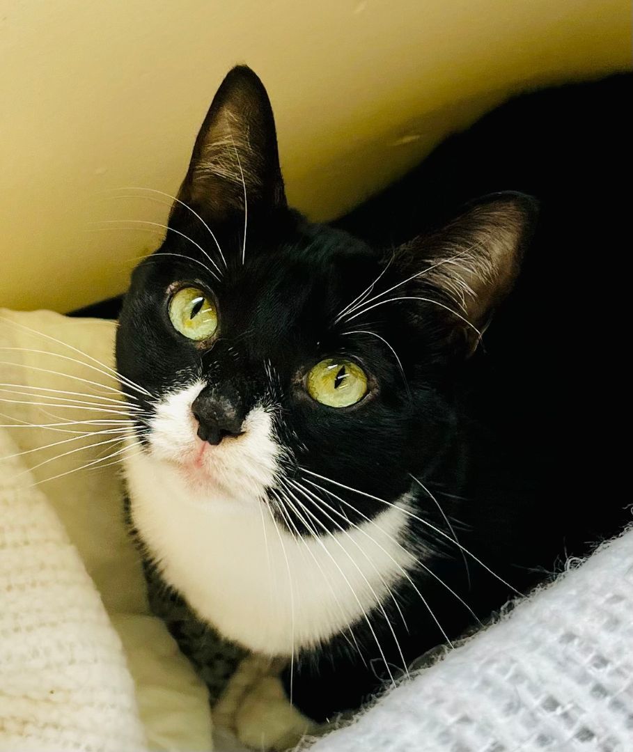 Enlarge Missy, an adoptable Domestic Short Hair in Sautee Nacoochee, GA image 5/5