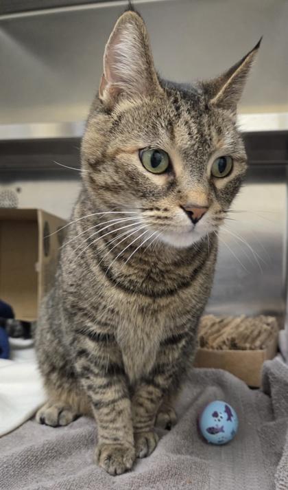 Enlarge Raspberry Danish, a Adoptable mixed breed in Rochester Hills, MI image 1/3