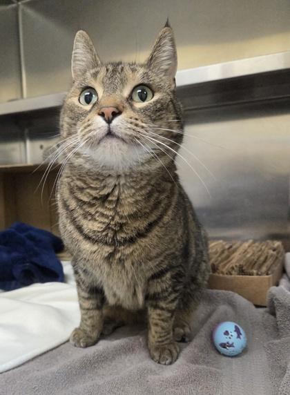 Raspberry Danish, Adoptable, Young Female Domestic Short Hair & Domestic Short Hair.