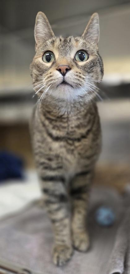 Enlarge Raspberry Danish, a Adoptable mixed breed in Rochester Hills, MI image 3/3