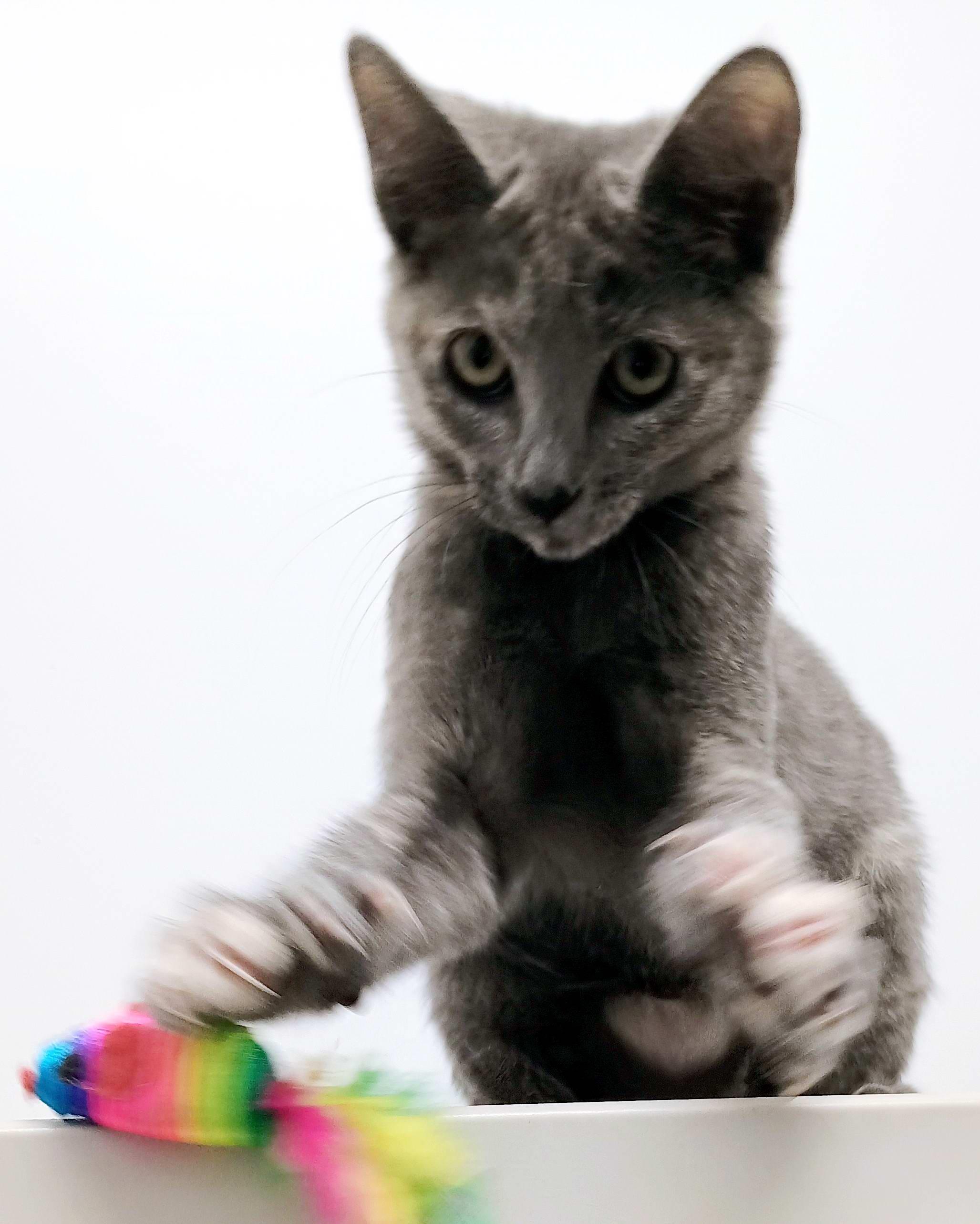 Houdini, Adopted, Kitten Female Domestic Short Hair.
