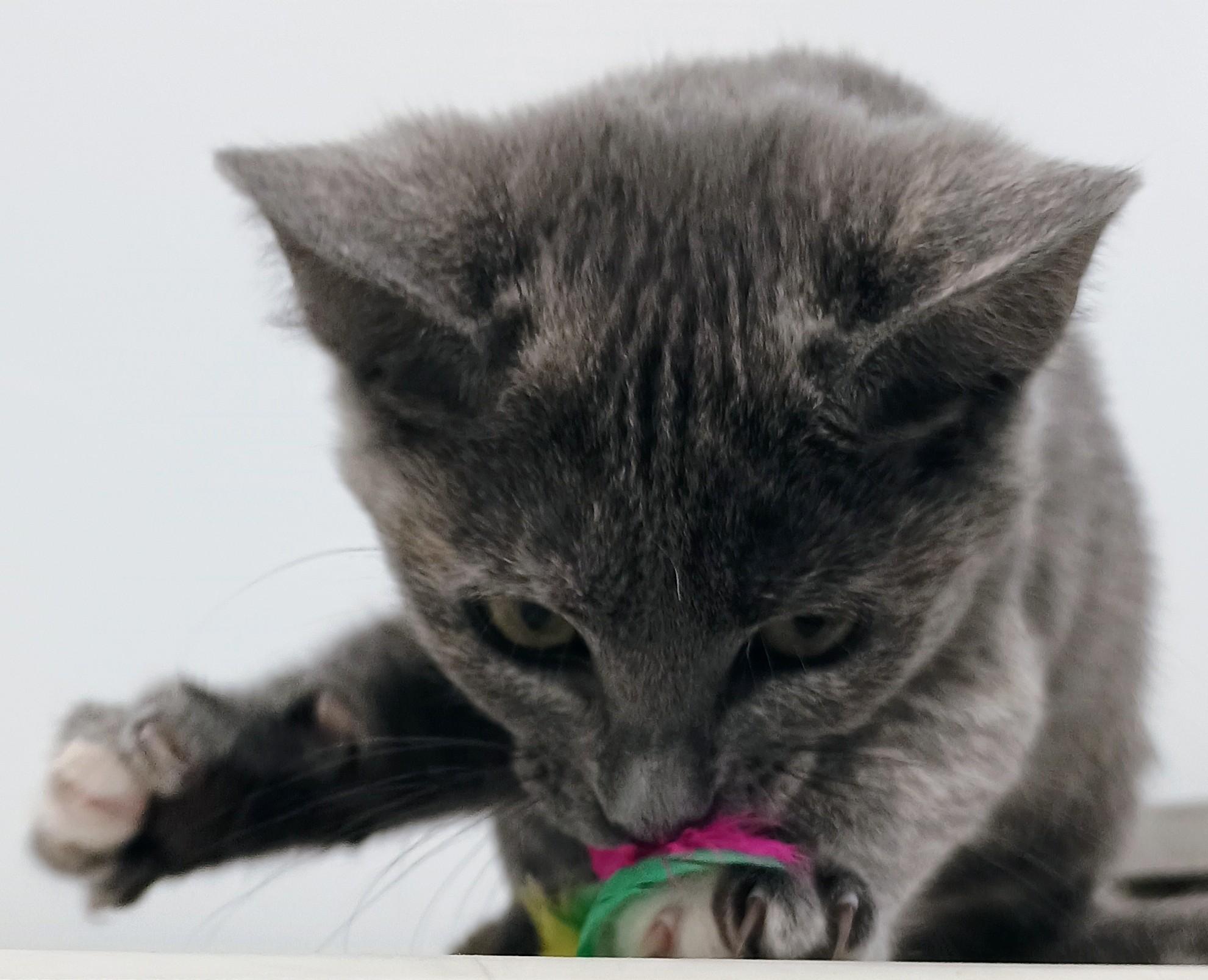 Enlarge Houdini, a Adopted Domestic Short Hair in Santa Cruz, CA image 2/3