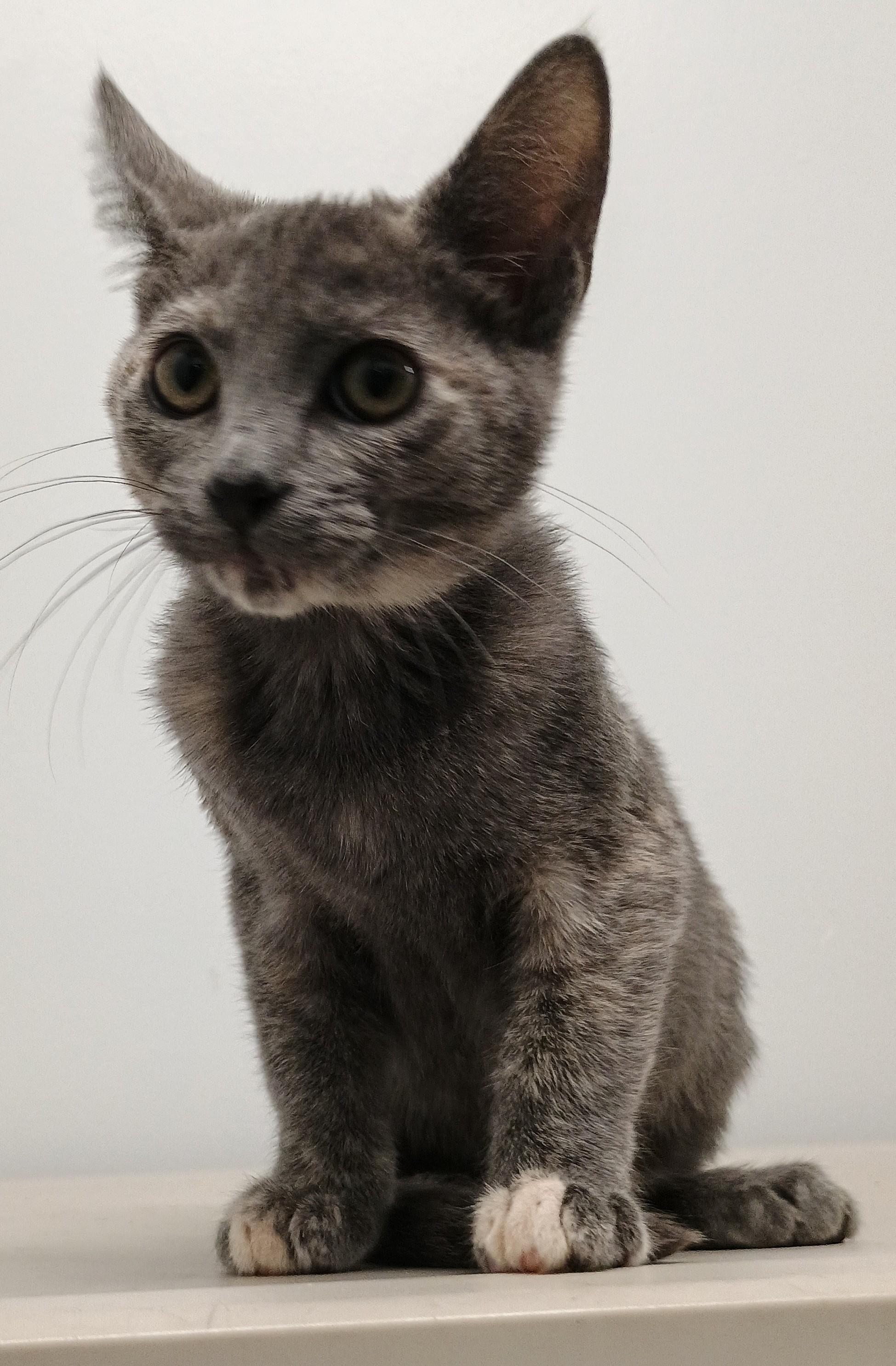 Enlarge Houdini, a Adopted Domestic Short Hair in Santa Cruz, CA image 3/3