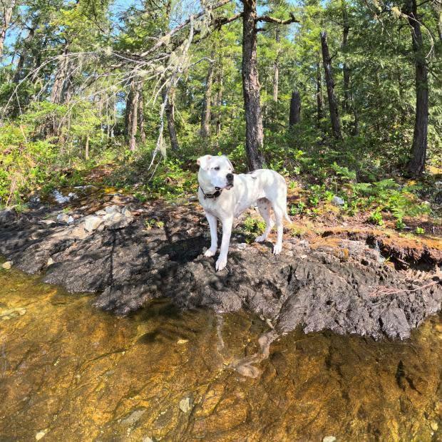 Enlarge Athena, a Adoptable American Bulldog in Abbotsford, BC image 6/6
