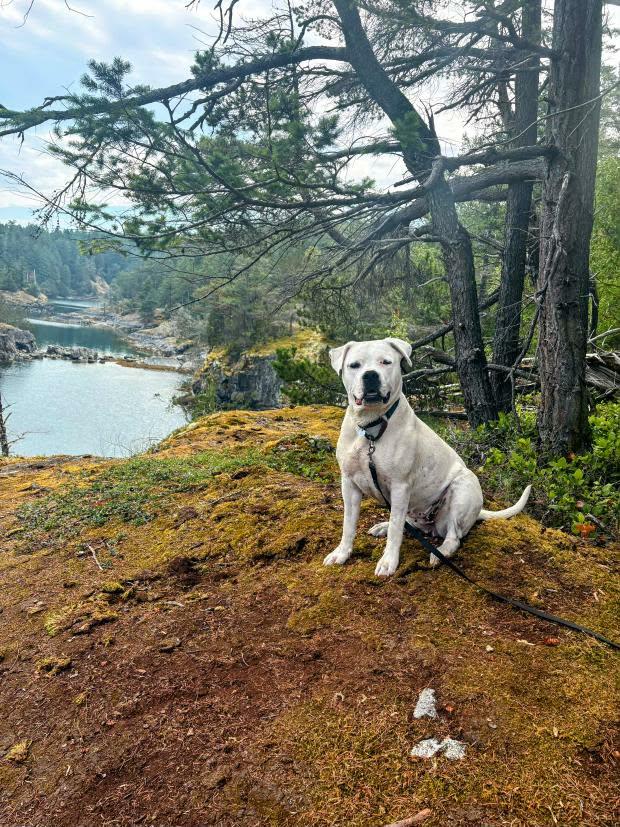 Enlarge Athena, a Adoptable American Bulldog in Abbotsford, BC image 3/6