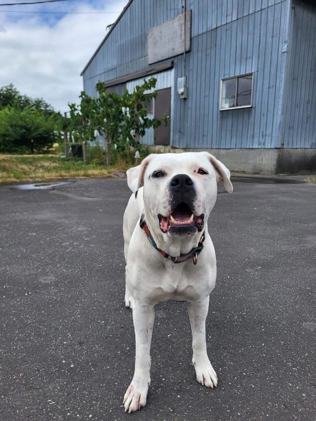 Enlarge Athena, a Adoptable American Bulldog in Abbotsford, BC image 4/6