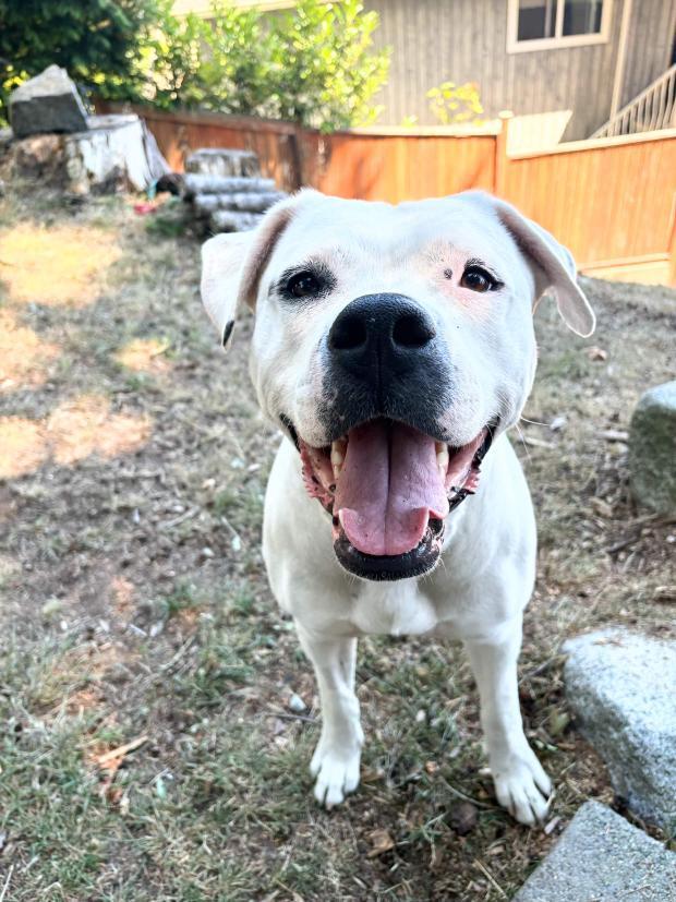 Enlarge Athena, a Adoptable American Bulldog in Abbotsford, BC image 2/6