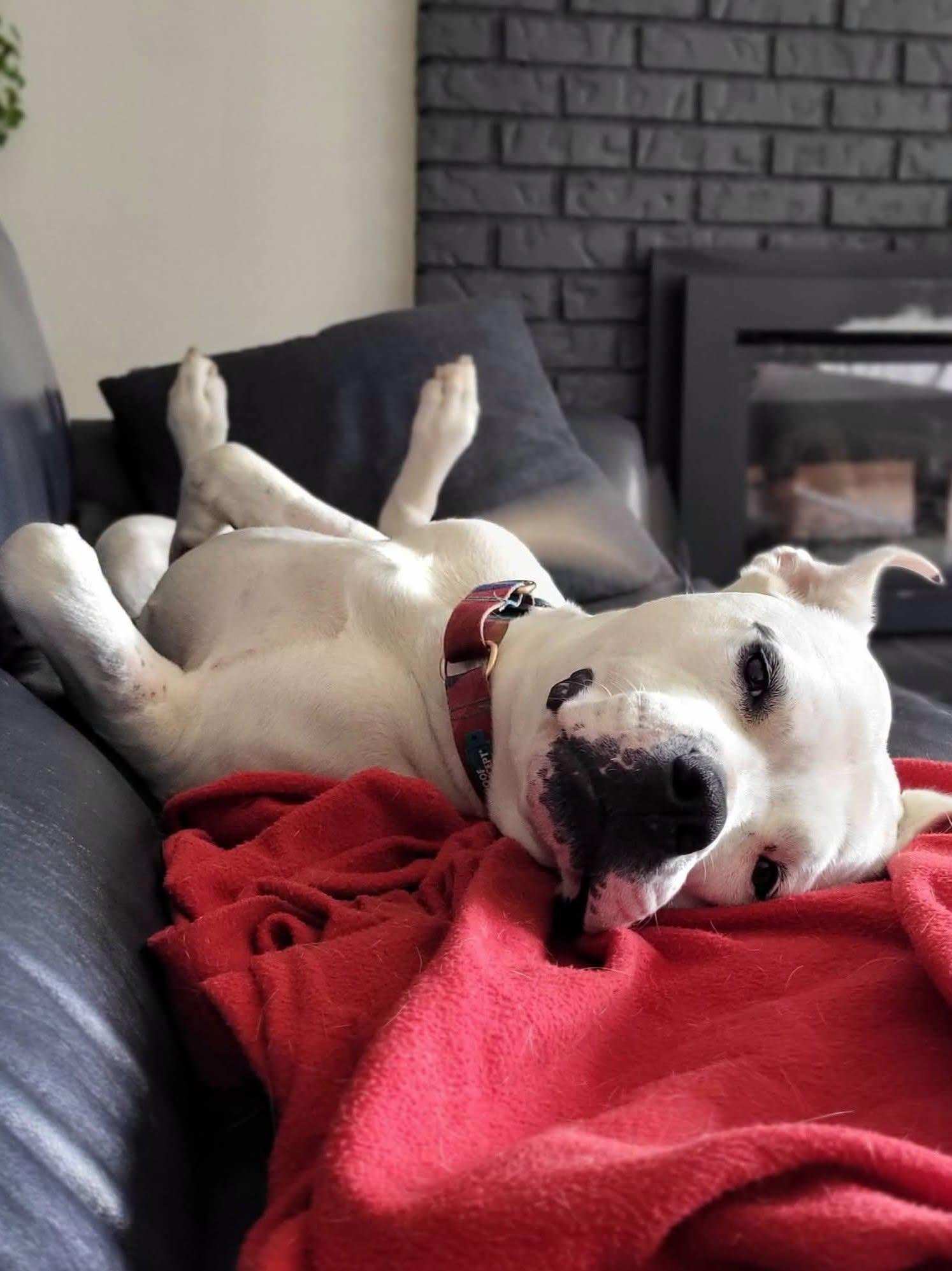 Athena, Adoptable, Adult Female American Bulldog.