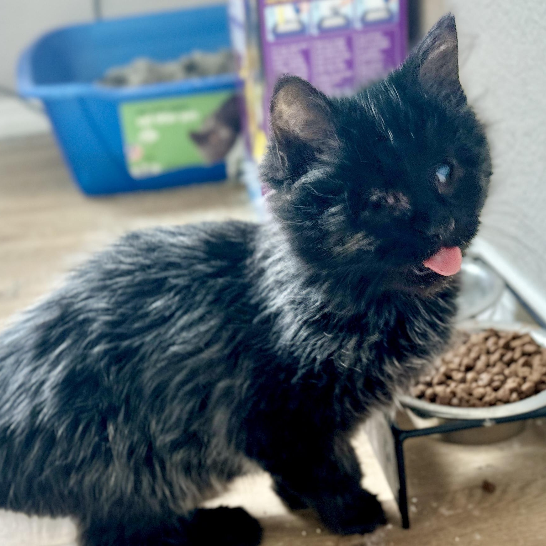 Rascal, Adoptable, Kitten Female Domestic Long Hair.