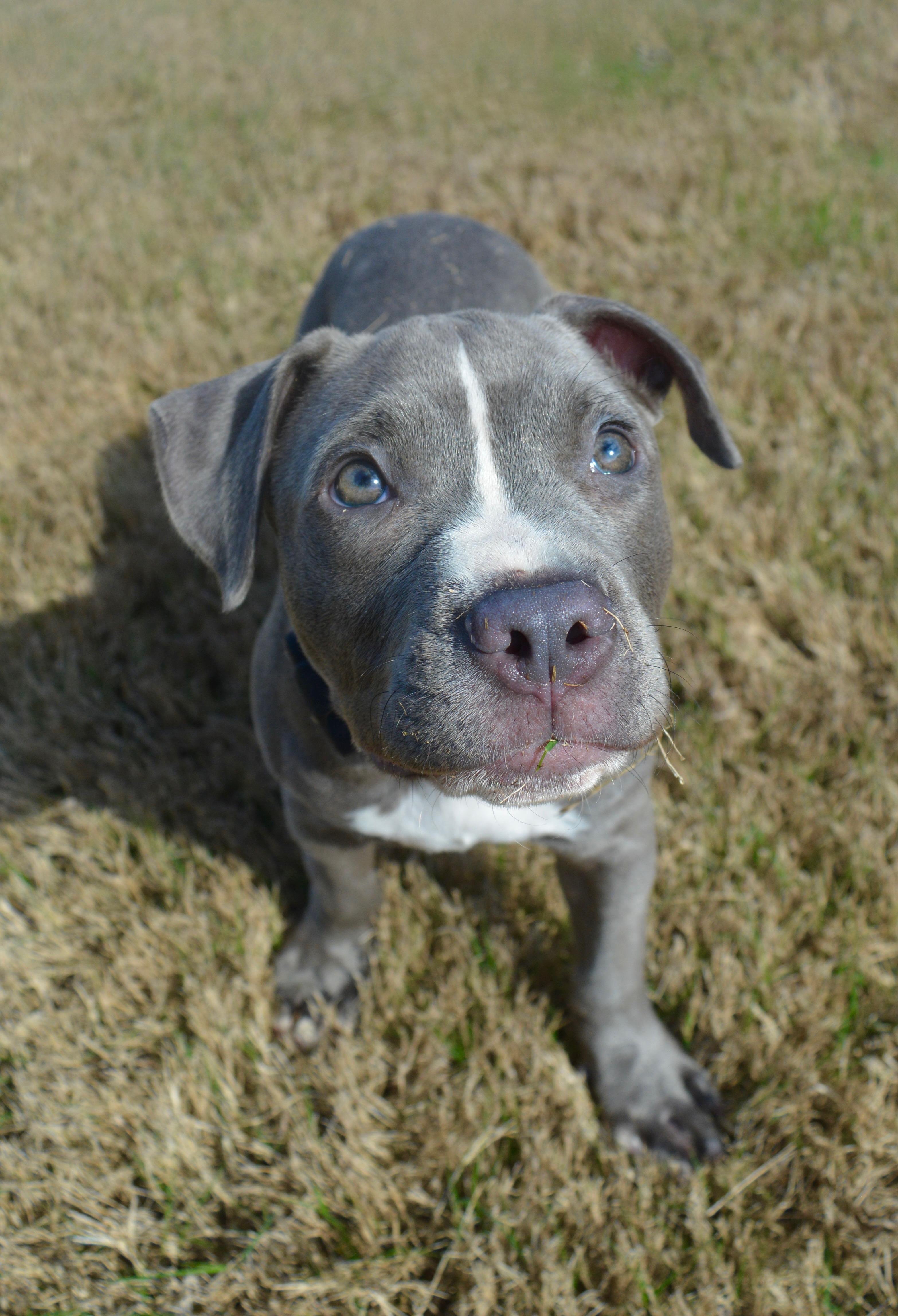 Enlarge Charlie, an adopted mixed breed in Johnston, RI image 6/6