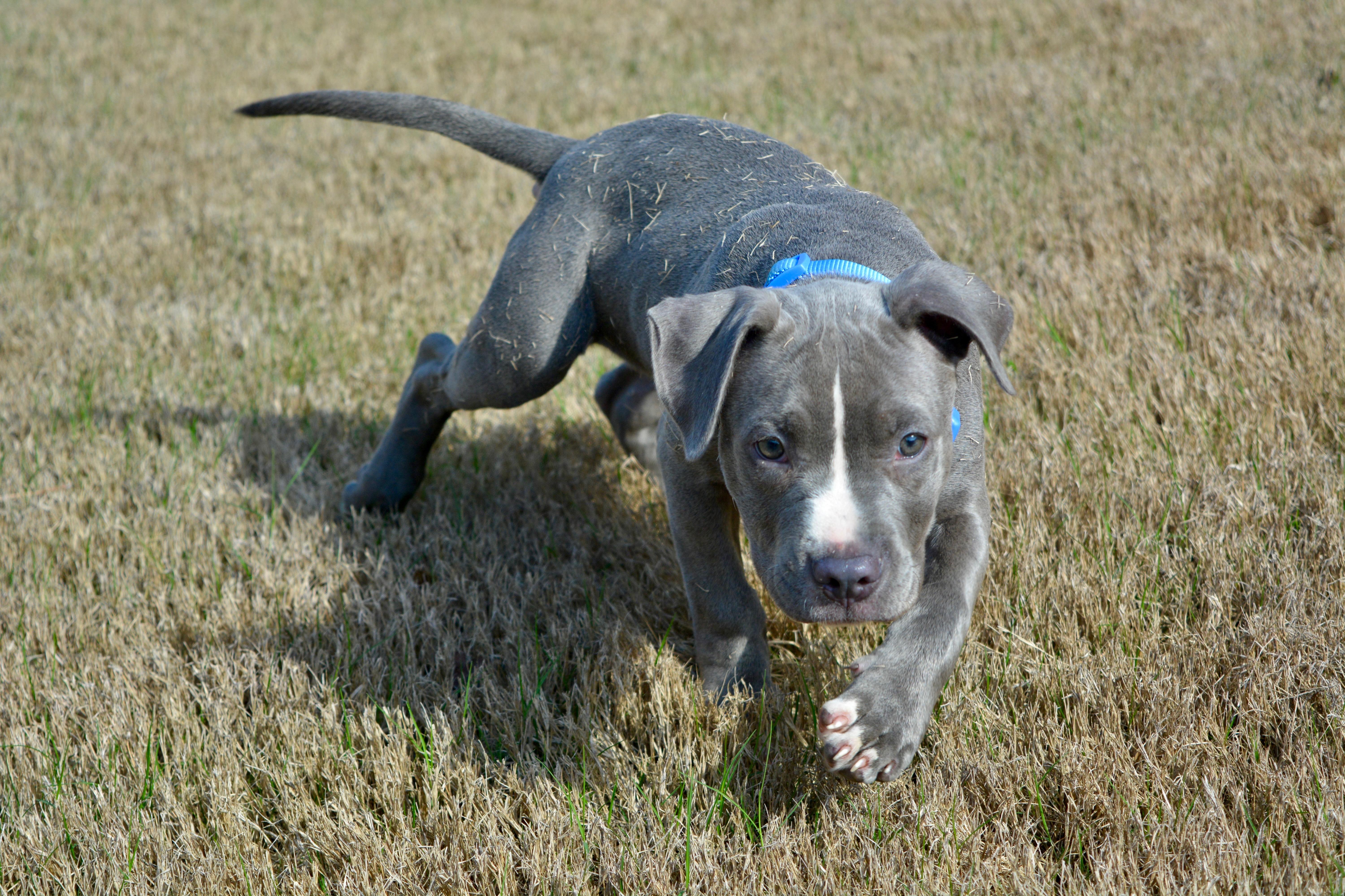 Enlarge Charlie, an adopted mixed breed in Johnston, RI image 5/6