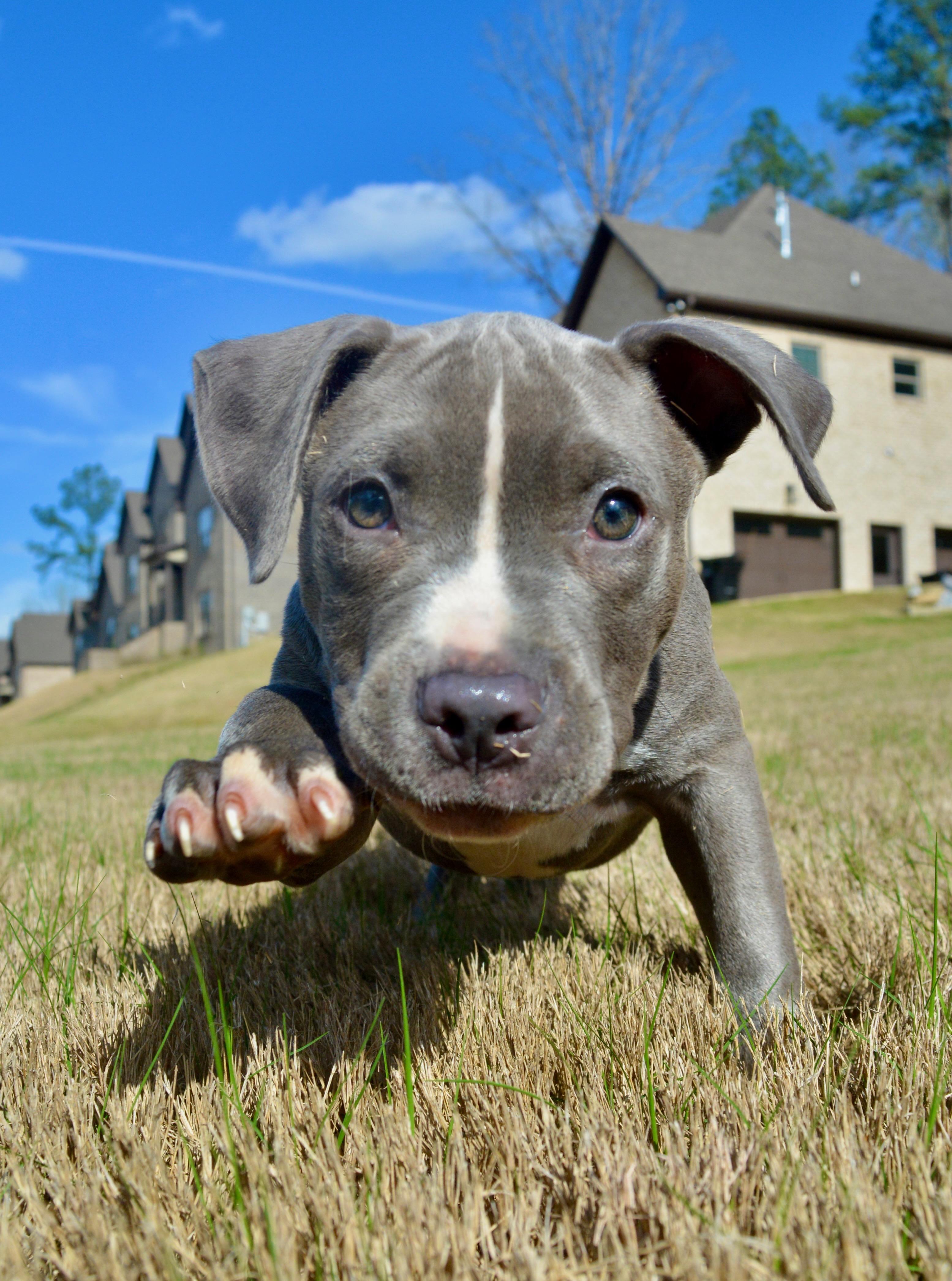 Charlie, adopted, Puppy Male American Staffordshire Terrier & Pit Bull Terrier.