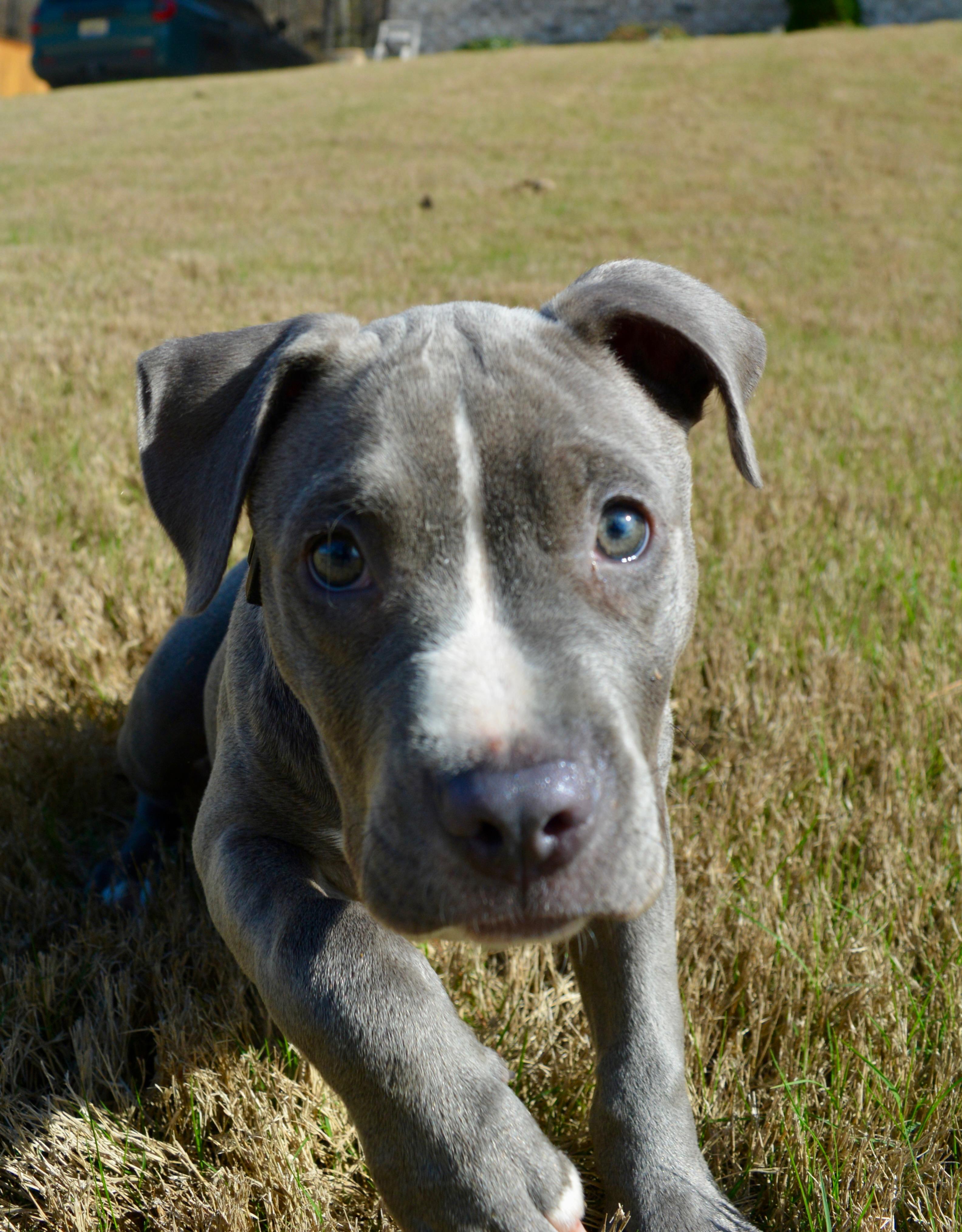 Enlarge Charlie, an adopted mixed breed in Johnston, RI image 4/6