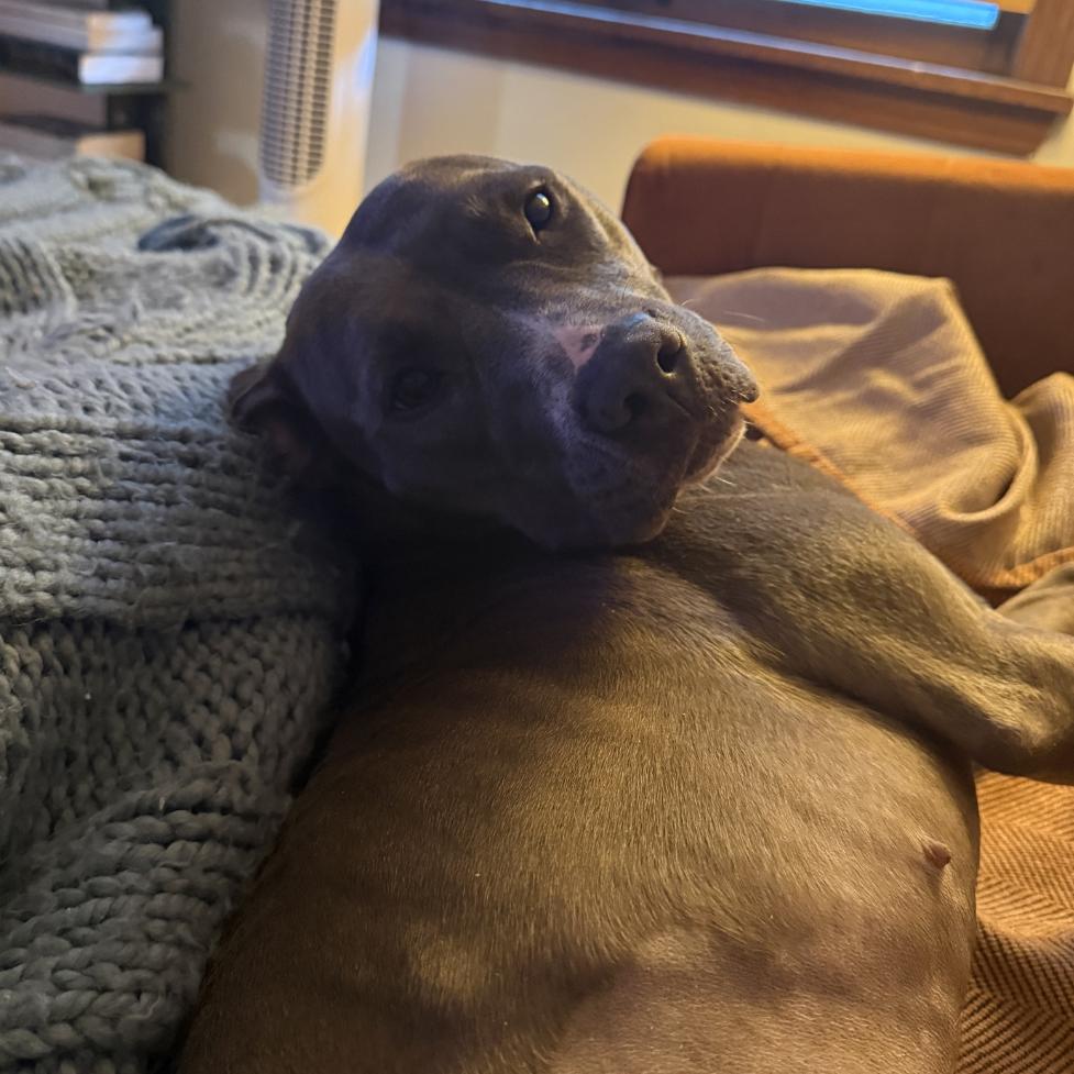 Princess, a Adoptable Pit Bull Terrier in Madison, WI image 1/6