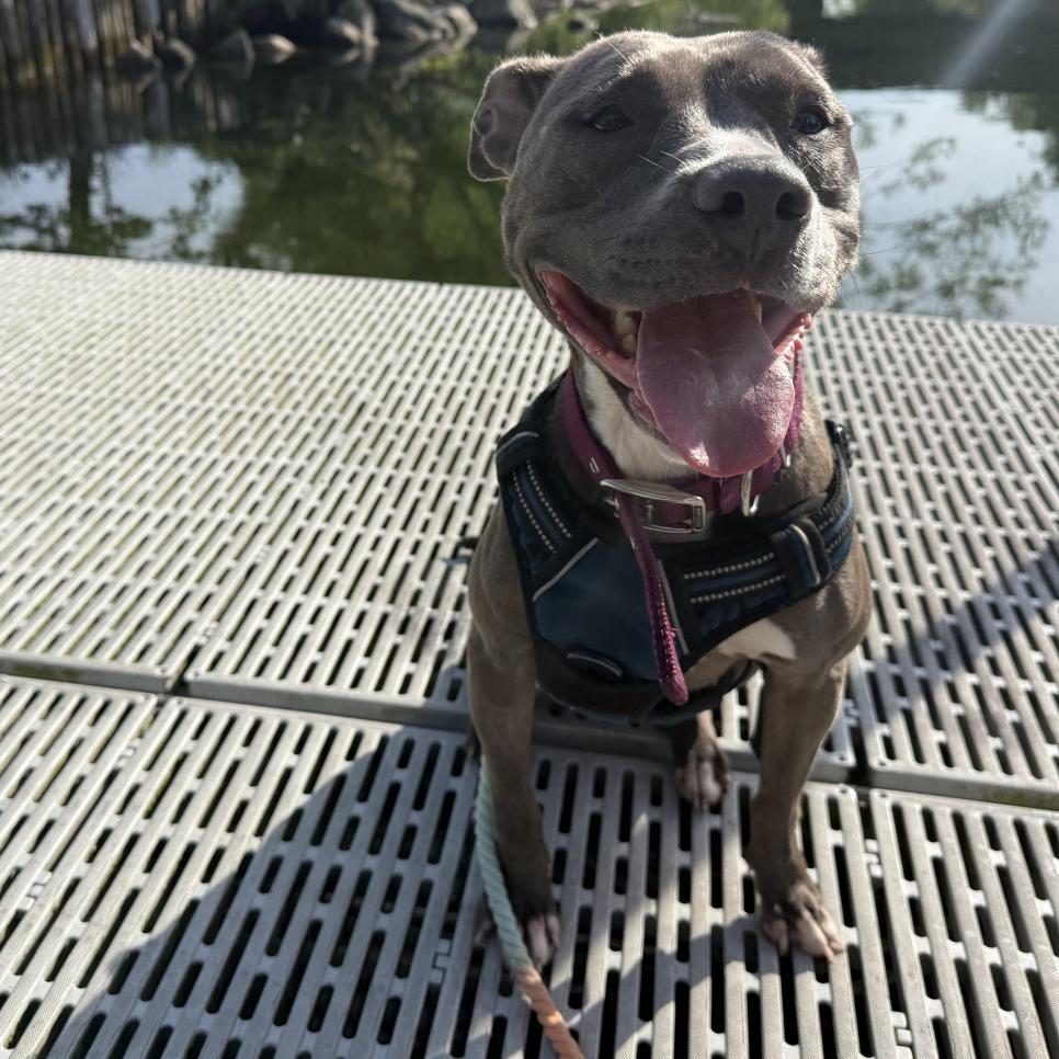 Princess, a Adoptable Pit Bull Terrier in Madison, WI image 2/6