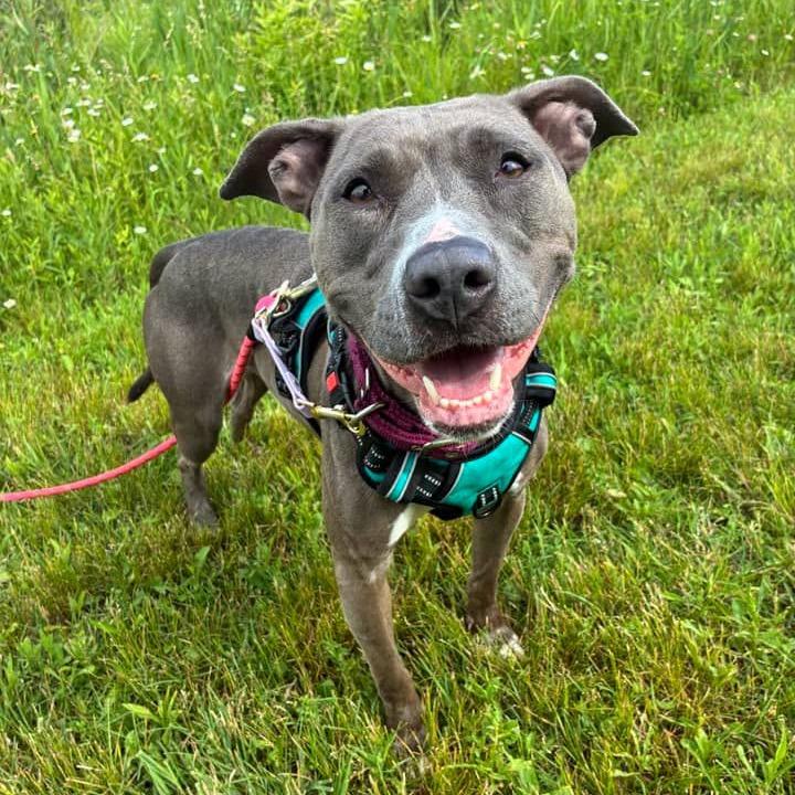 Princess, a Adoptable Pit Bull Terrier in Madison, WI image 3/6