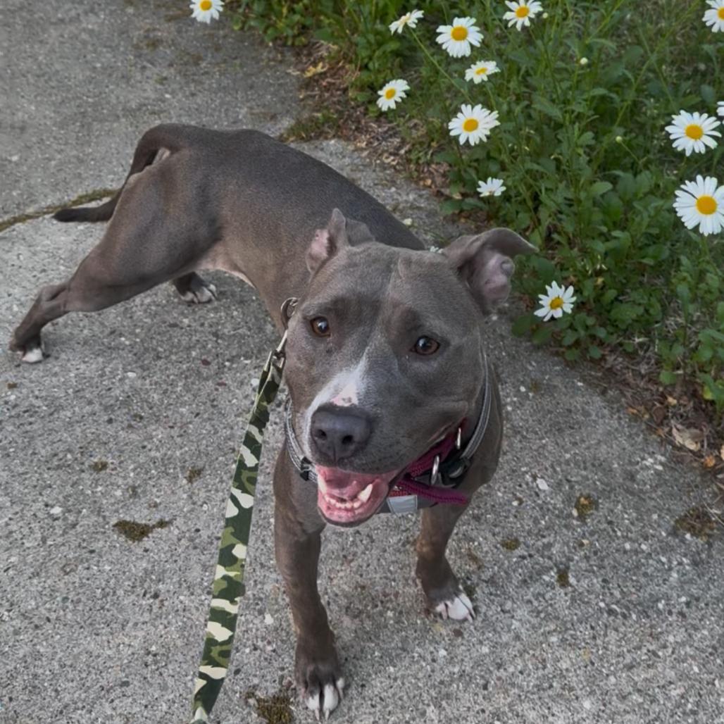 Princess, a Adoptable Pit Bull Terrier in Madison, WI image 4/6