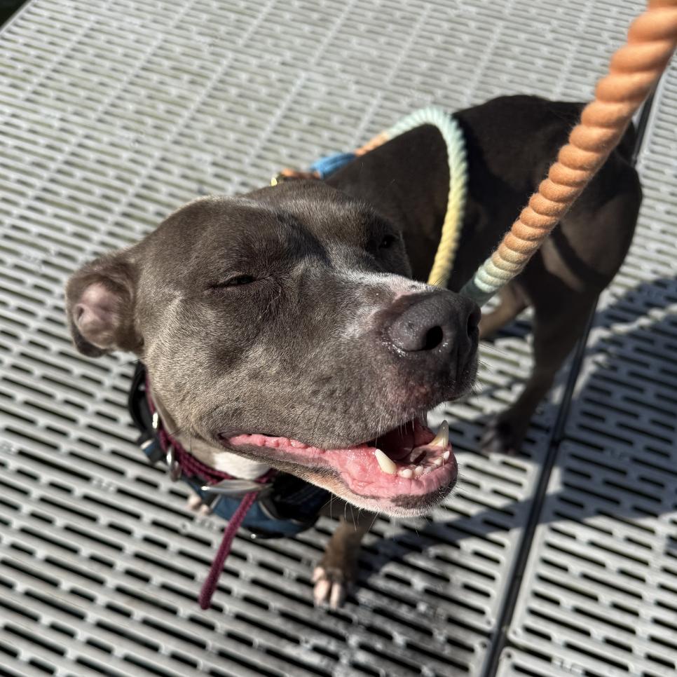 Princess, a Adoptable Pit Bull Terrier in Madison, WI image 5/6