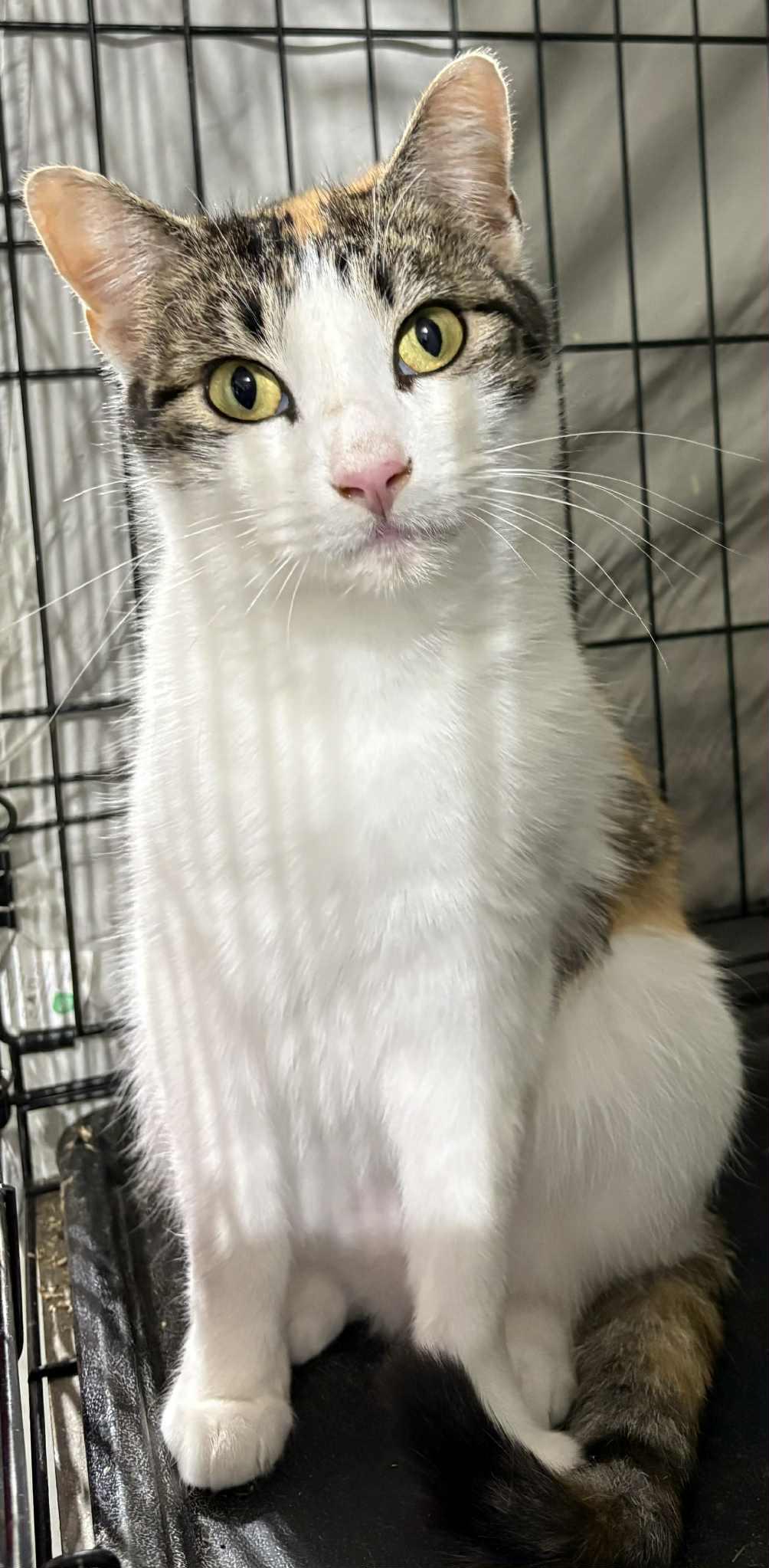 Enlarge Farrah, a ADOPTABLE Domestic Short Hair in Westfield, MA image 1/1