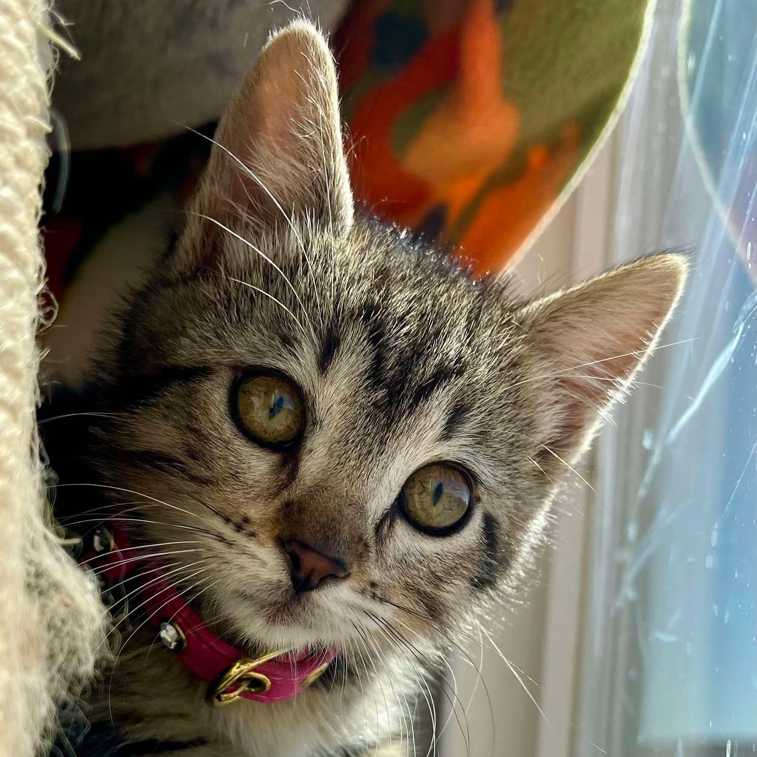 Tabitha