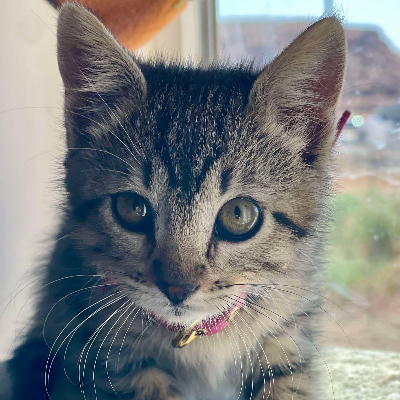 Tabitha
