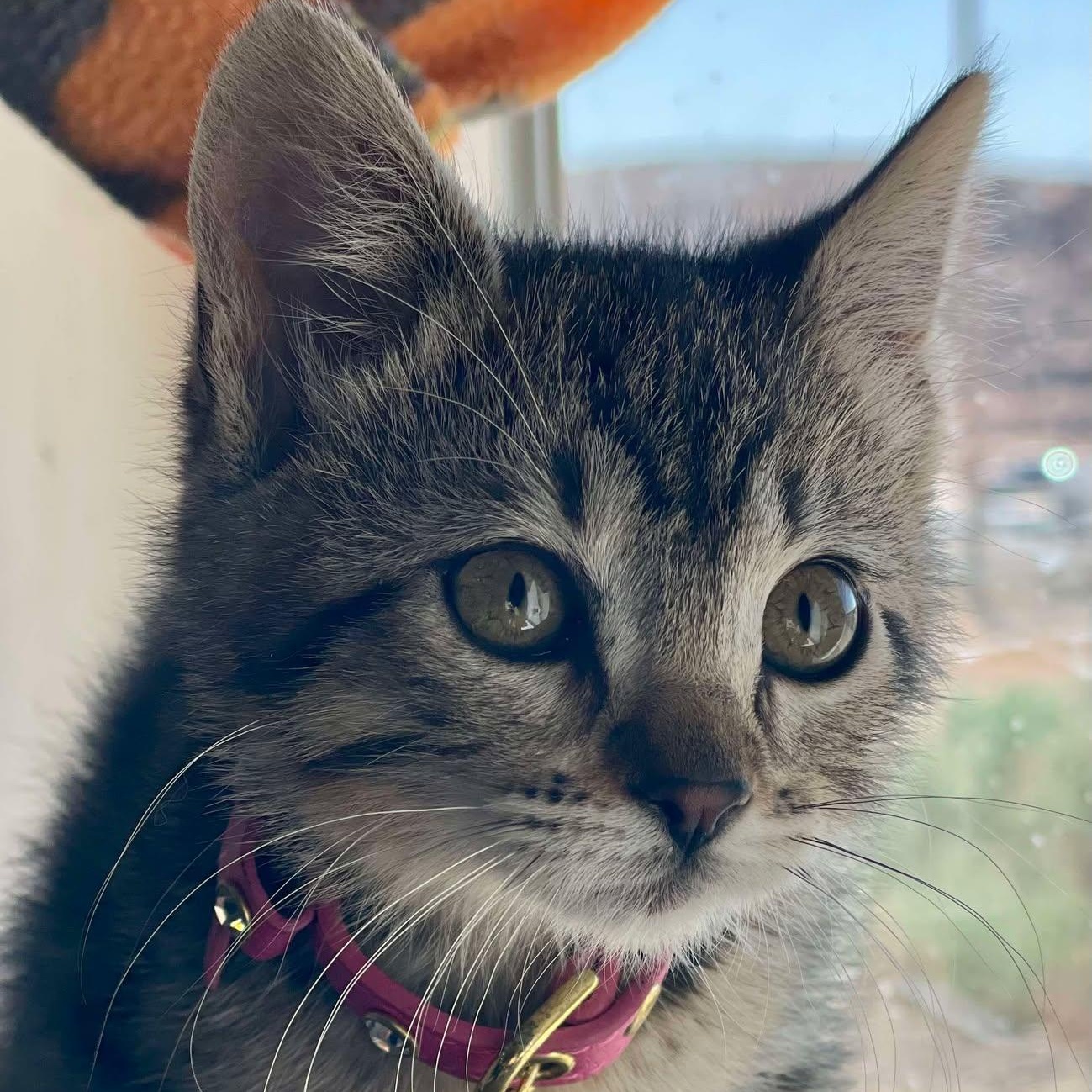 Tabitha