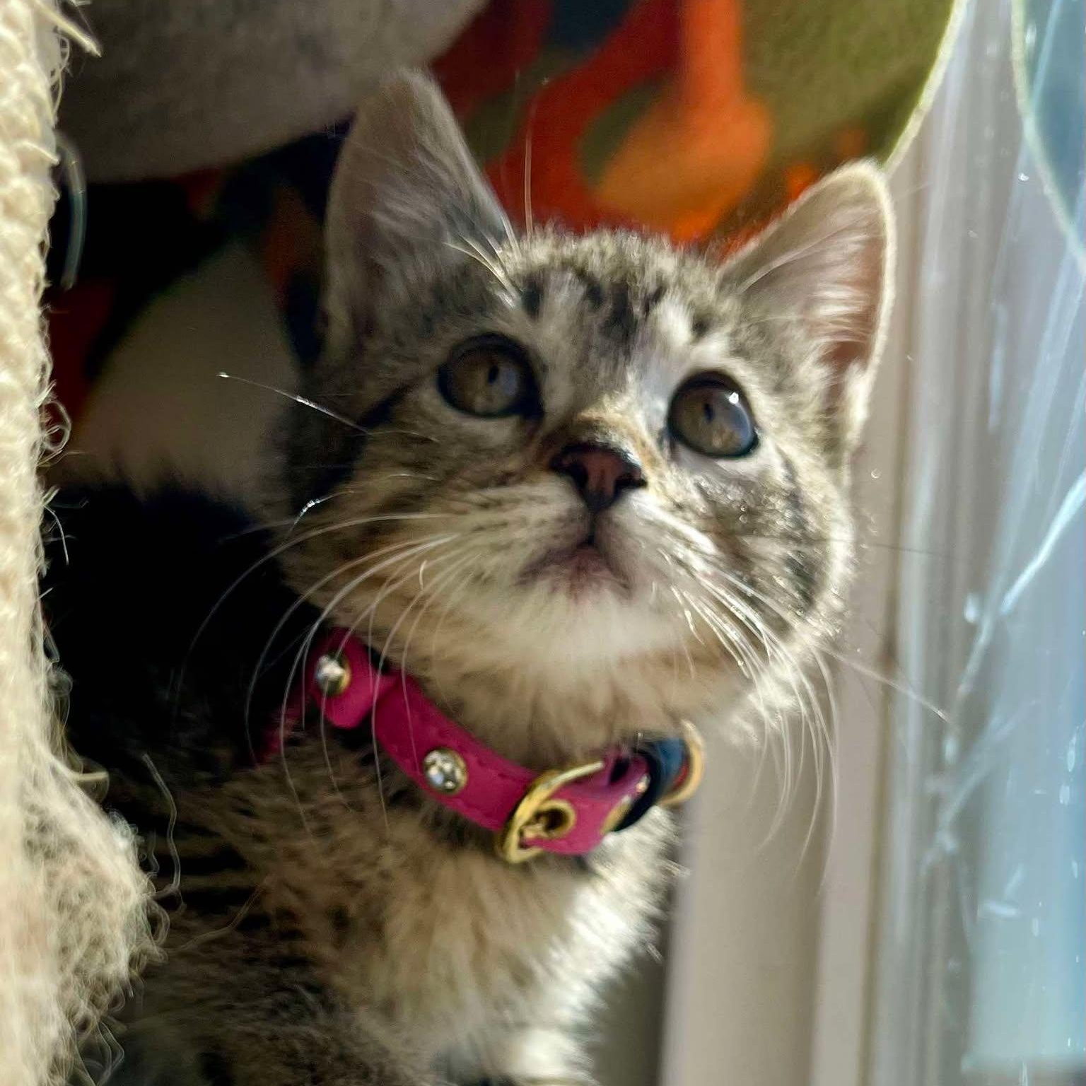 Tabitha