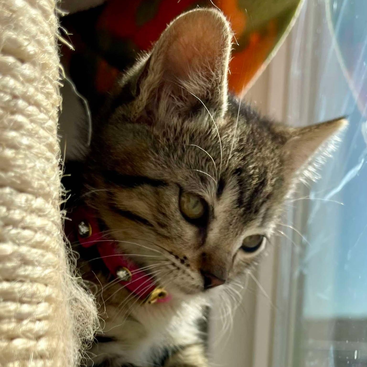 Tabitha